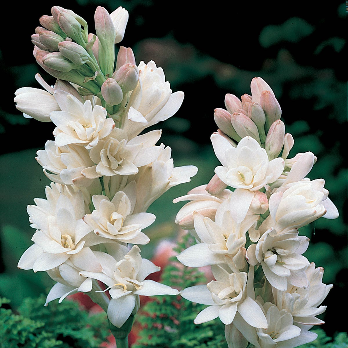 Direct Gardening 96141 White Flowering The Pearl Double Tuberose Dormant Bulbs 5 Count