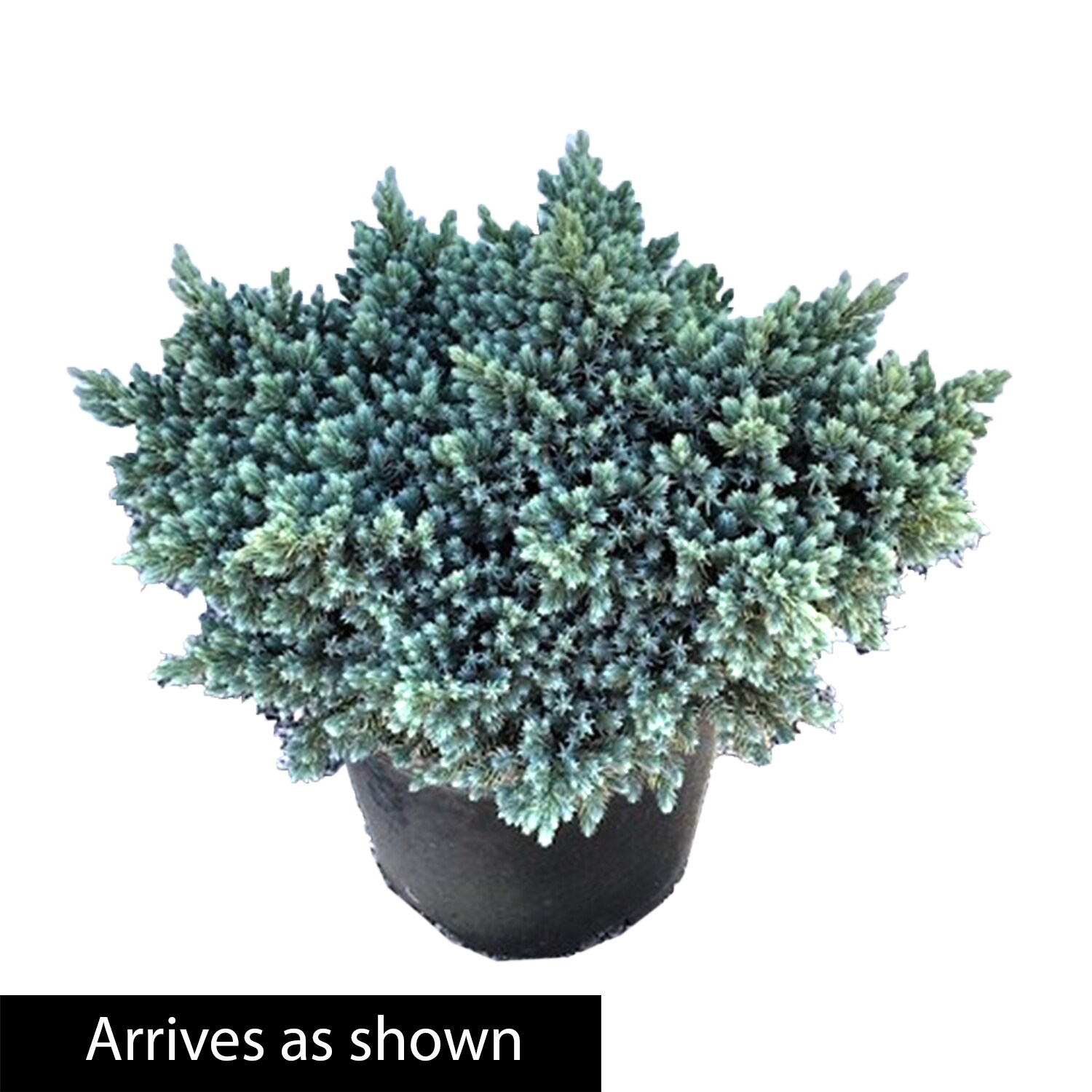 Spring Hill Nurseries Blue Star Juniper Evergreen Foundationhedge Shrub In 225 Gallon S Pot 7538