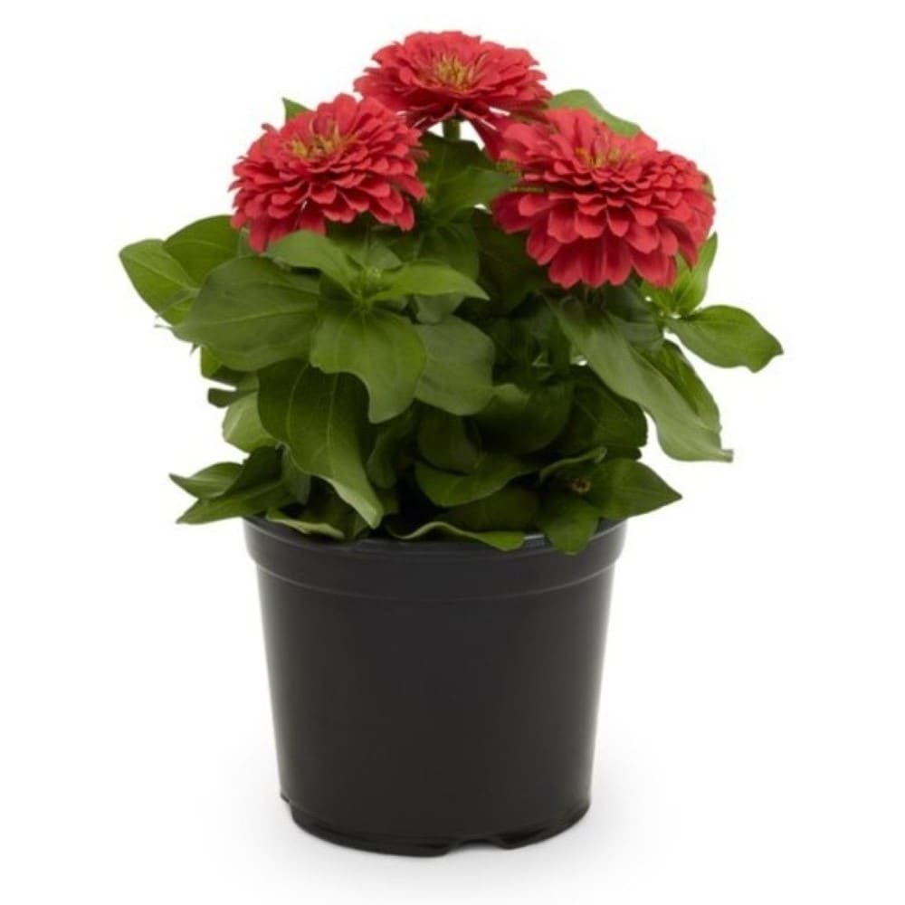 Lowe's NURSERY Multicolor Zinnia in 1 Gallon(s) Pot 1 -Pack