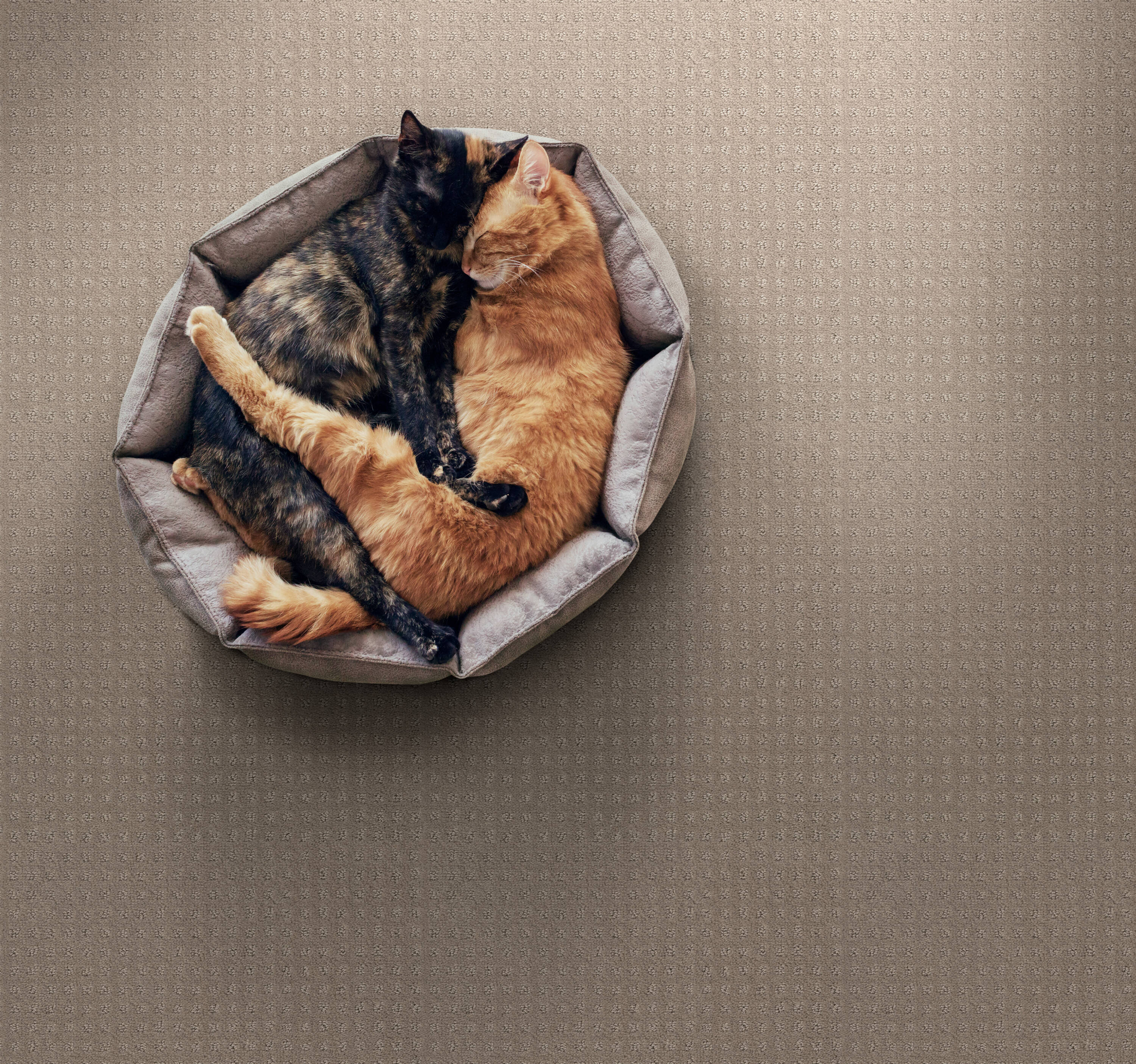 STAINMASTER PetProtect 7L898 - 754 - SAMP Carpet-Samples - View #3