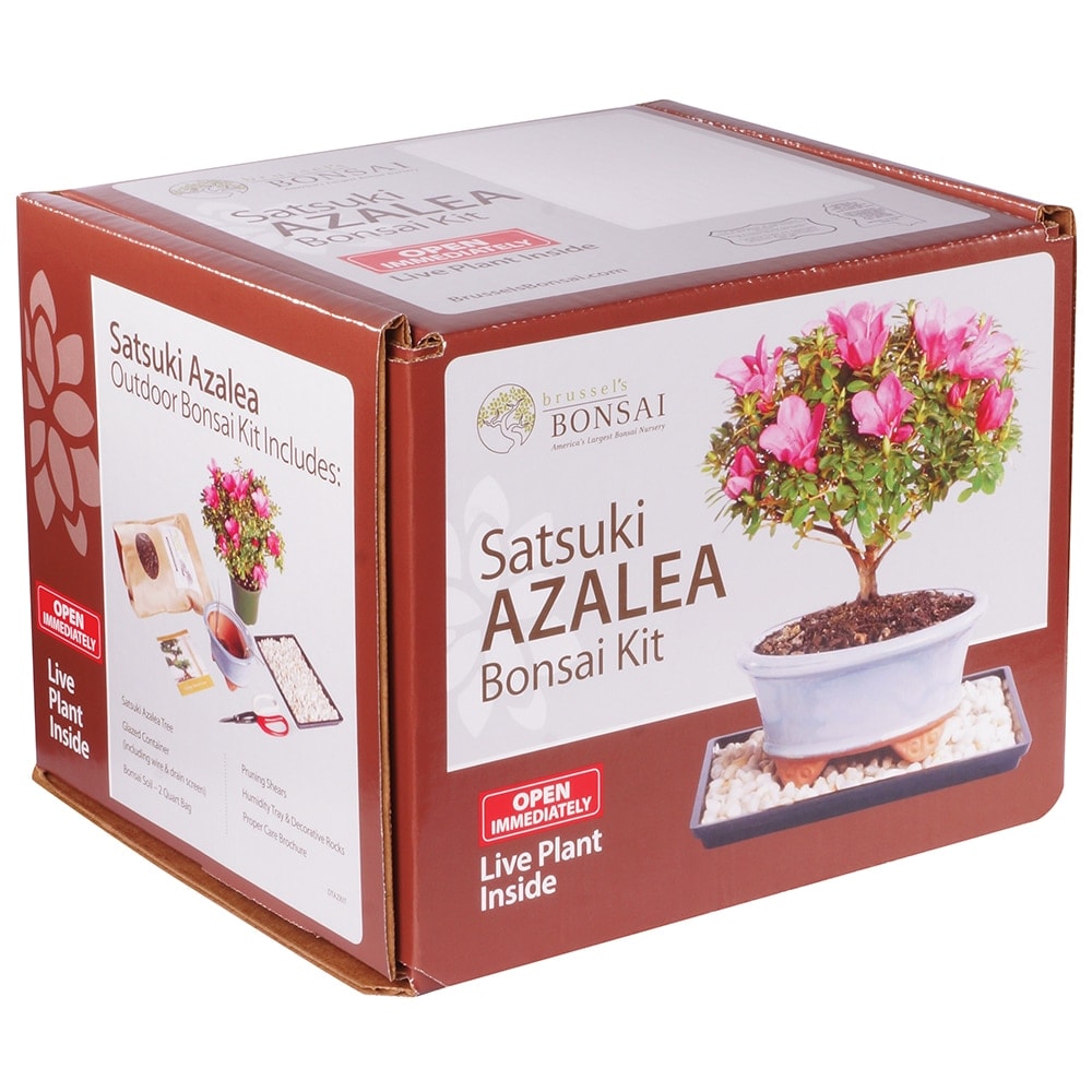 Brussel's Bonsai Pink Azalea Bonsai Kit House Plant in 1-in Planter in the  House Plants department at 