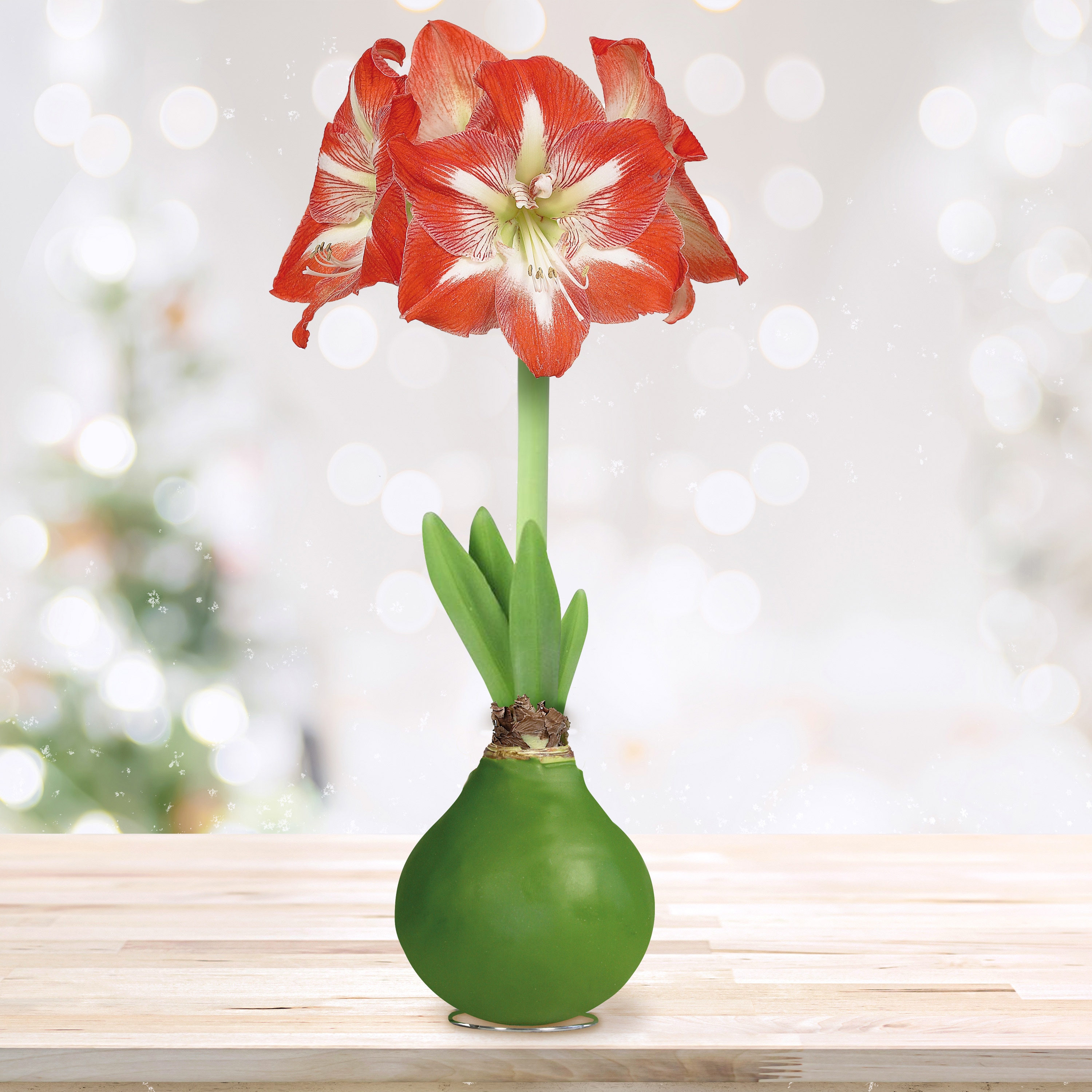 Garden State Bulb ECH-39-01-01 Green Minerva Waxed Amaryllis Bulbs 1 Count