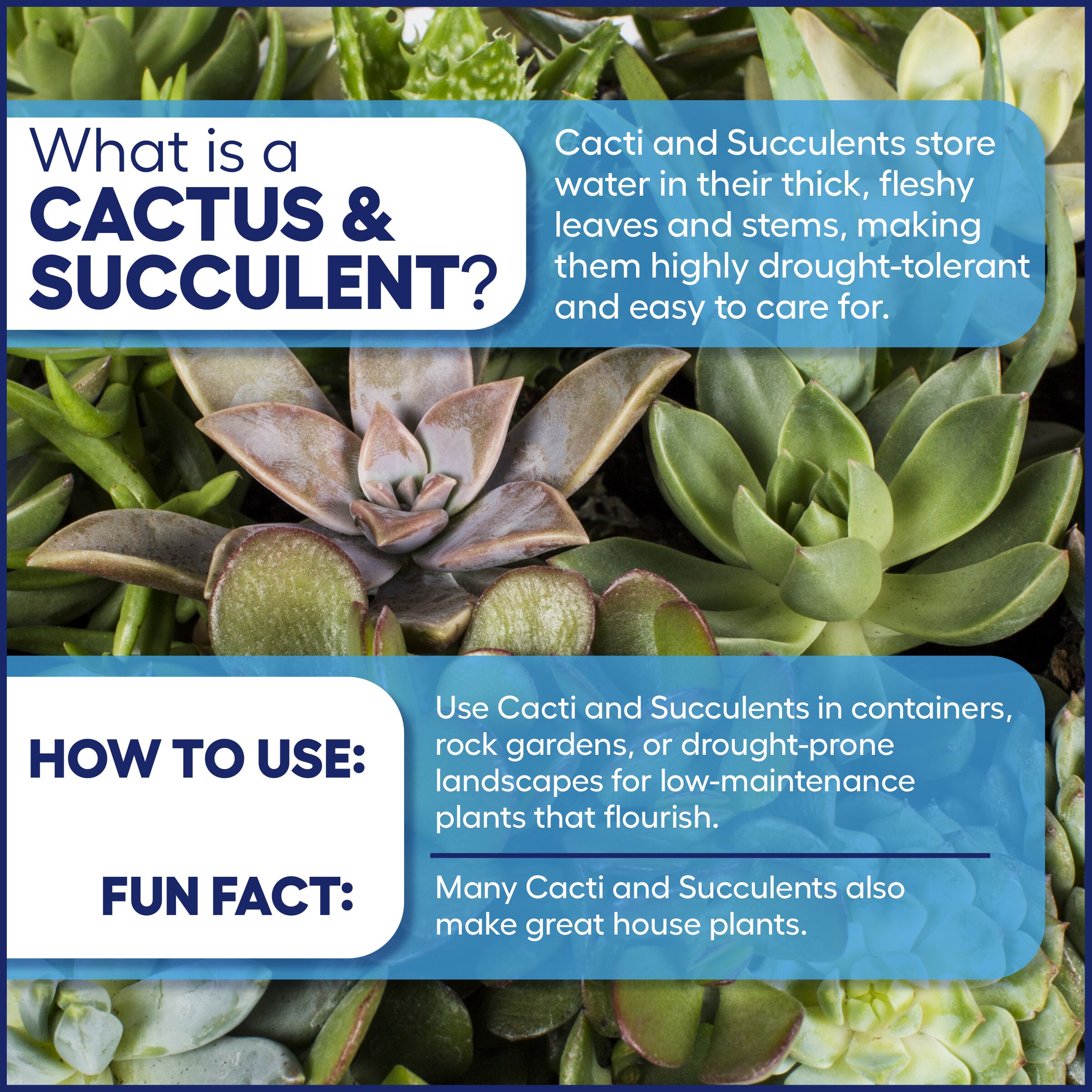 Lowe's 2365226 shrubs - View #3