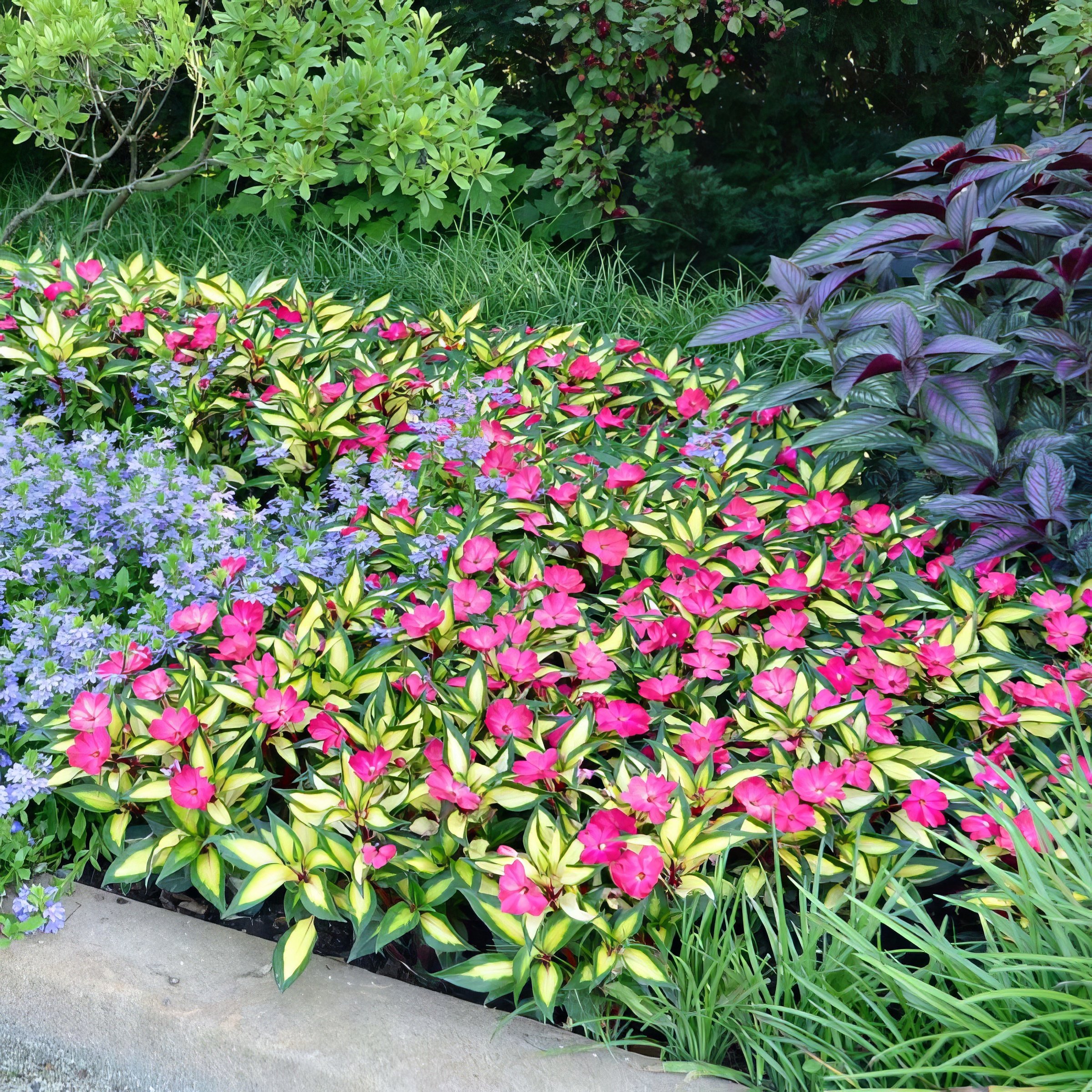 National Plant Network LW2599 annuals - View #3