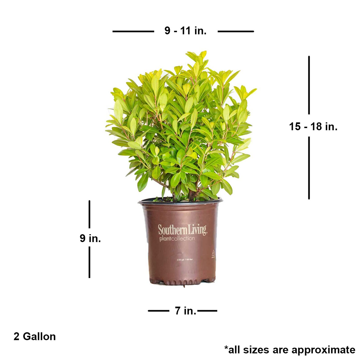 Southern Living Plant Collection 31932-1 shrubs - View #4