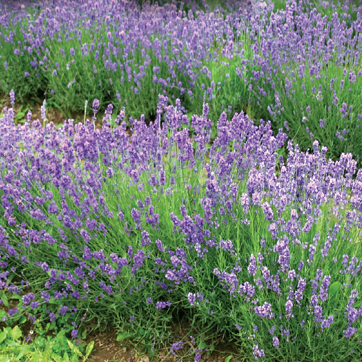 Ferry-Morse LC25.7343 Vegetable-Herb-Seeds - View #3
