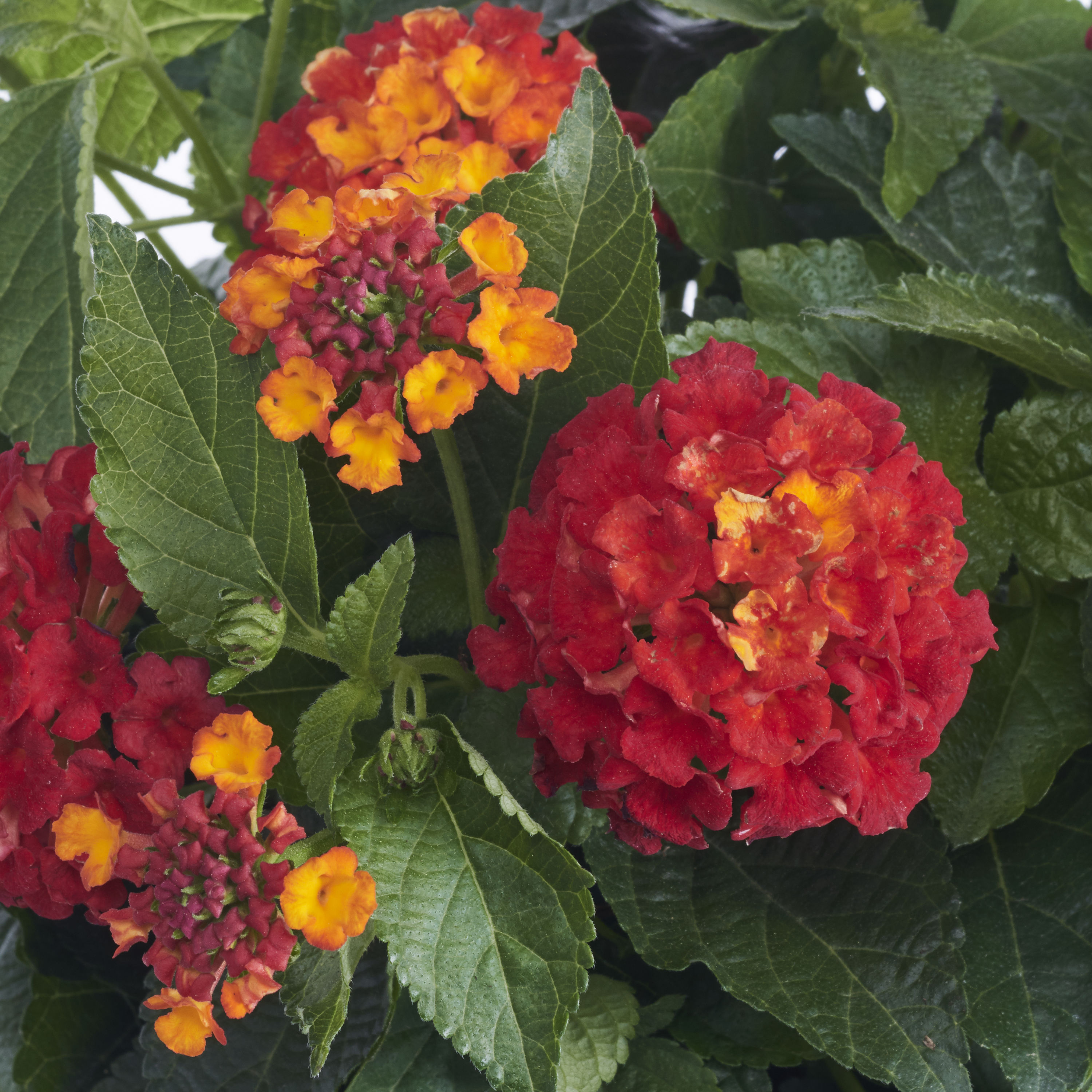 Monrovia NURSERY annuals - View #5