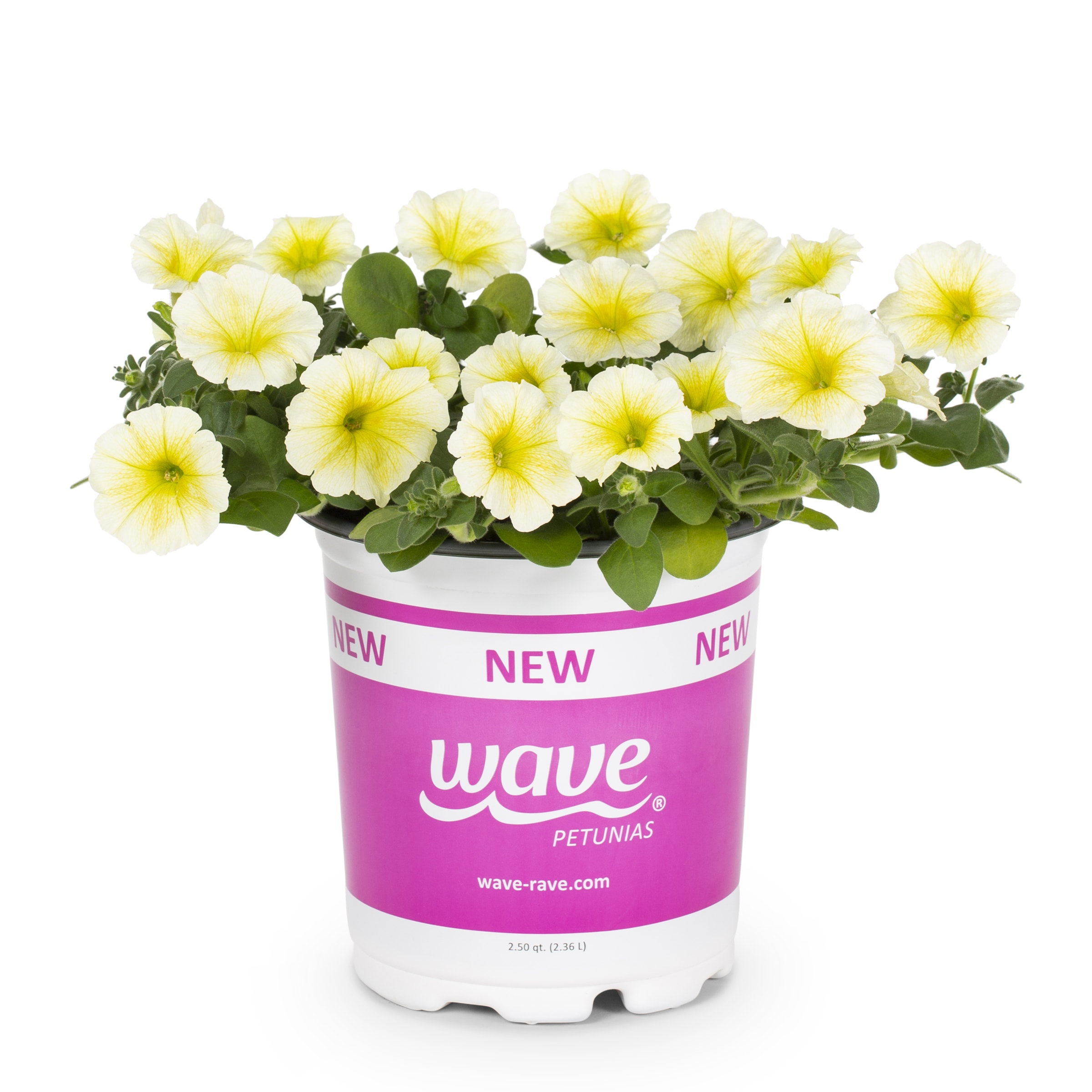 Lowe's 662096 annuals - View #3