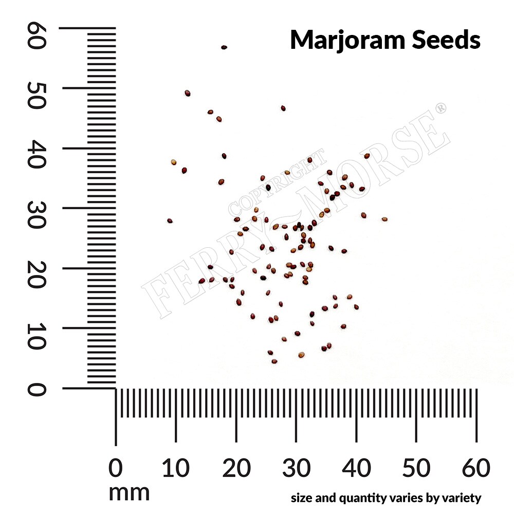 Ferry-Morse LC25.0916 Vegetable-Herb-Seeds - View #4
