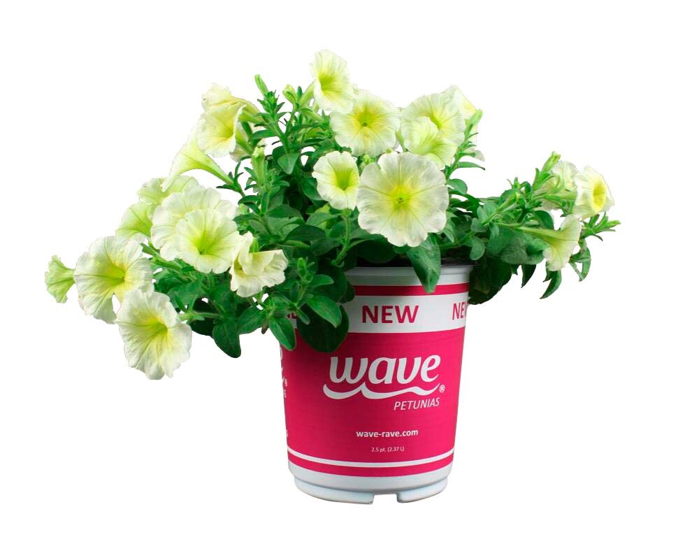 Lowe's 922705 annuals - View #2