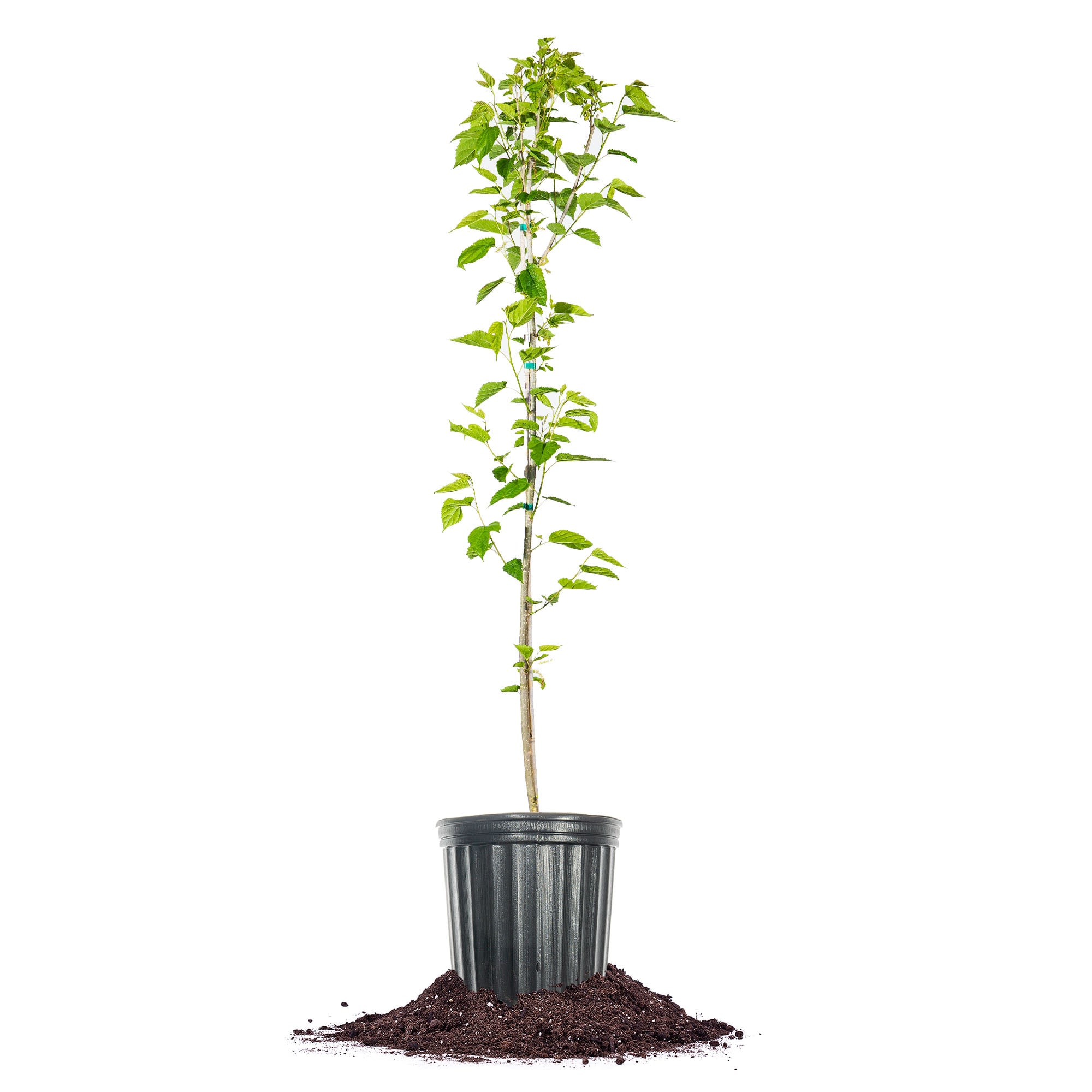 Perfect Plants LOMULBERRY3G 3 -Gallon Fruit Dwarf Everbearing Mulberry In pot (with soil)