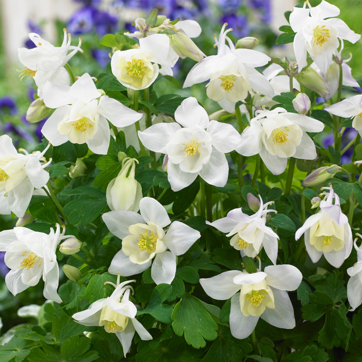 Van Zyverden 83366 White Aquilegia Columbine White Barlow Bulbs 5 Count