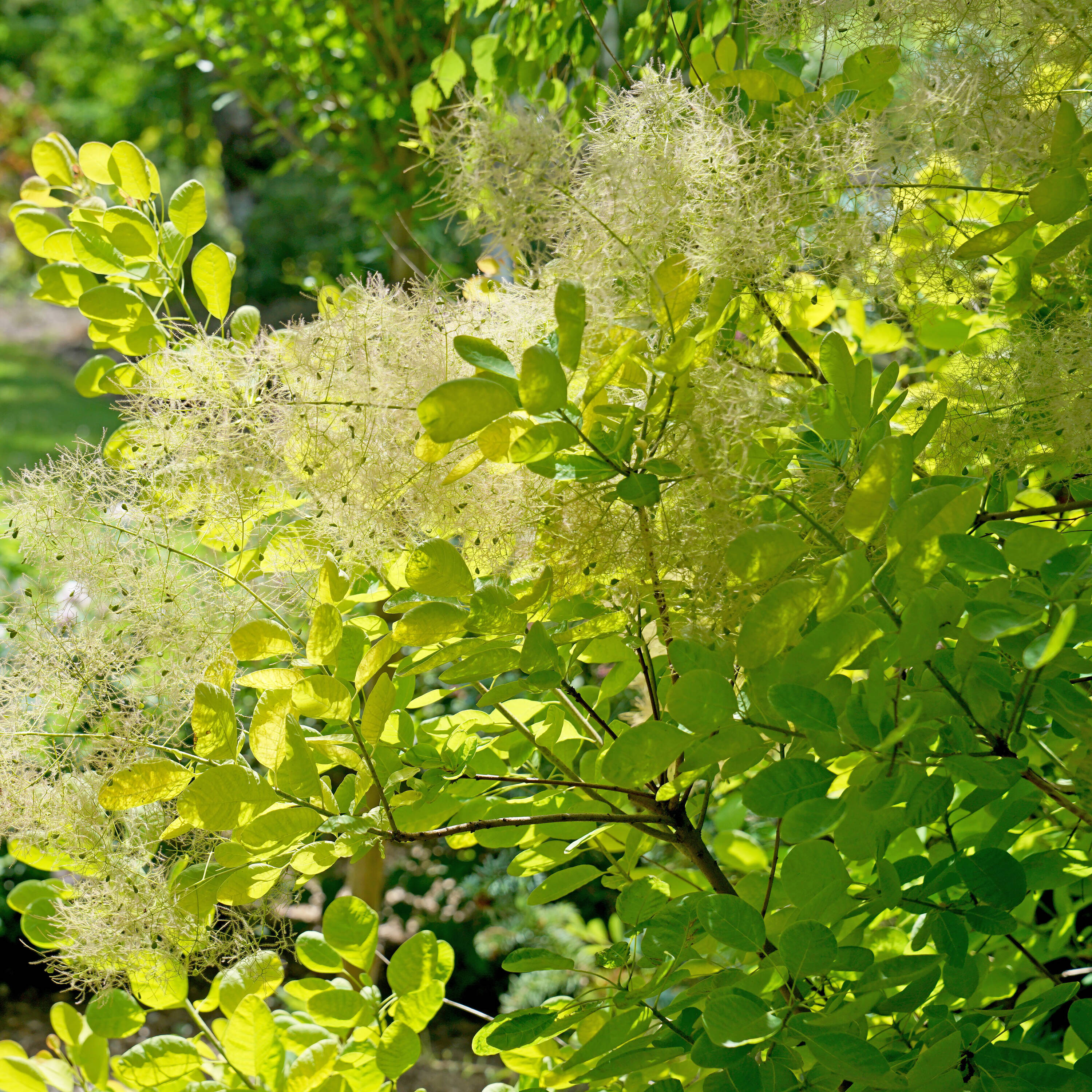 Cotinus WINECRAFT BLACK - Buy Smokebush Shrubs Online