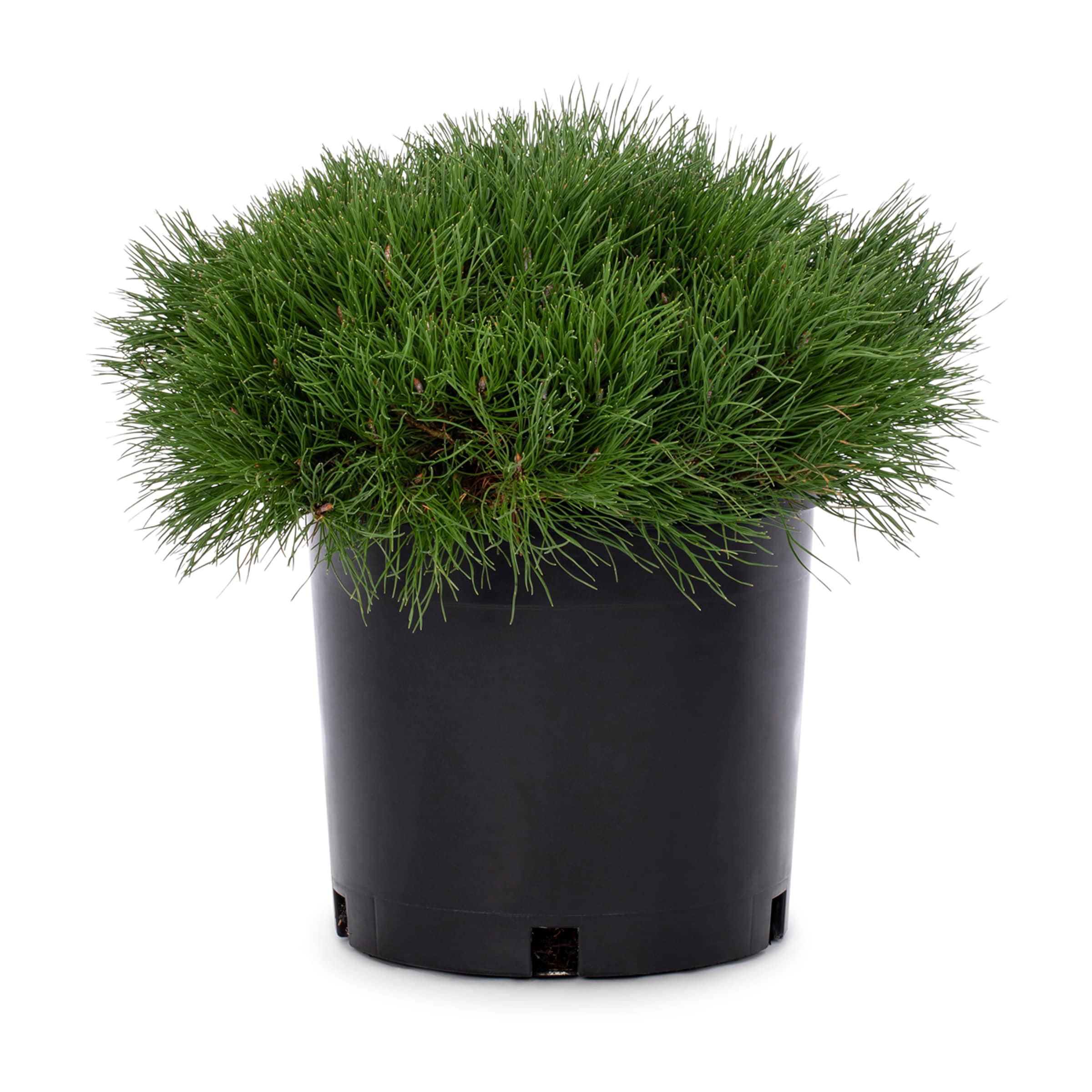 Lowe's 864159 Dwarf Mugo Pine Screening Shrub in 3.58 -Gallon Pot 1 -Pack