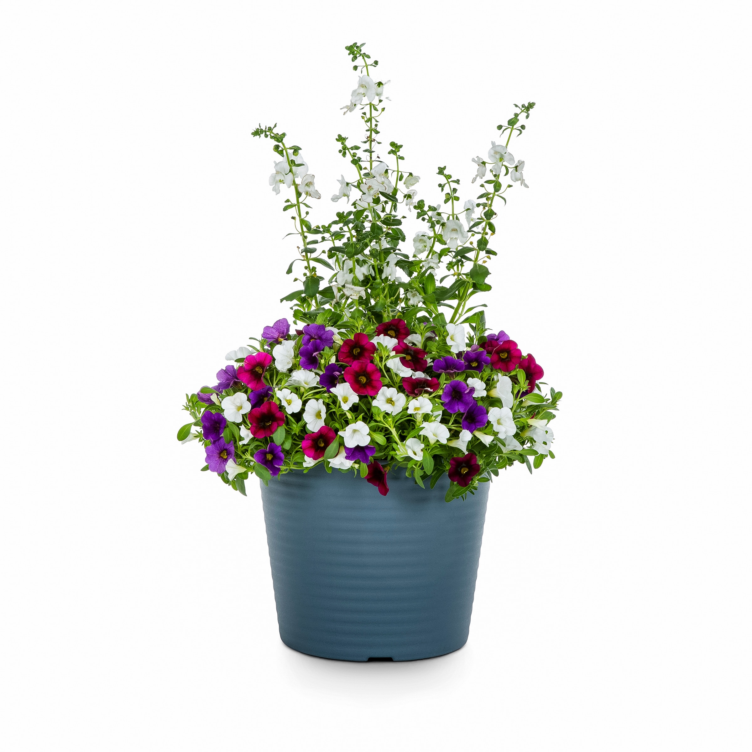 Lowe's NURSERY Multicolor Mixed Annuals Combinations in 3 Quart(s) Planter