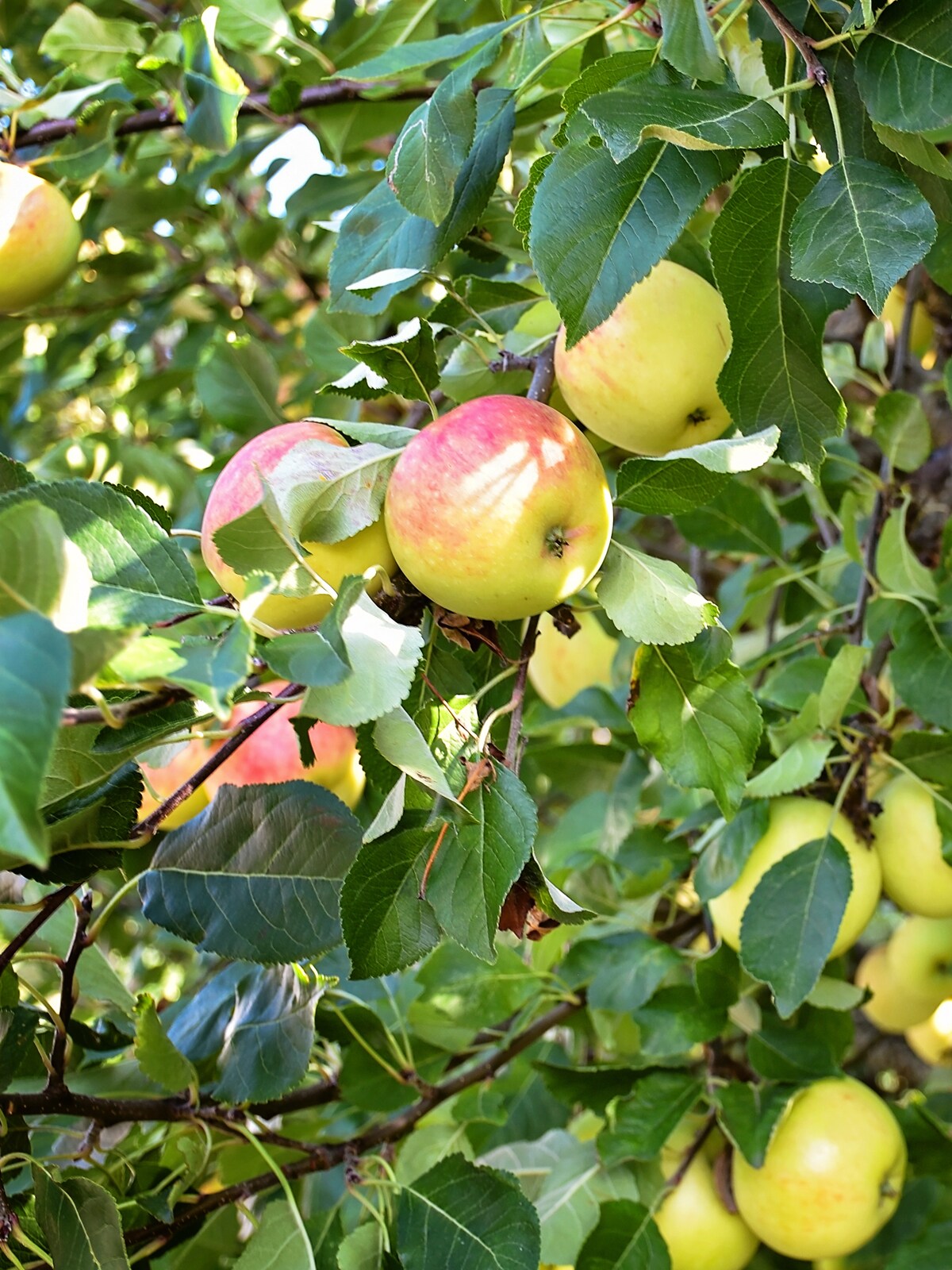 Southern Planters 7-Gallons White Fruit Gala Apple In Pot (With Soil ...