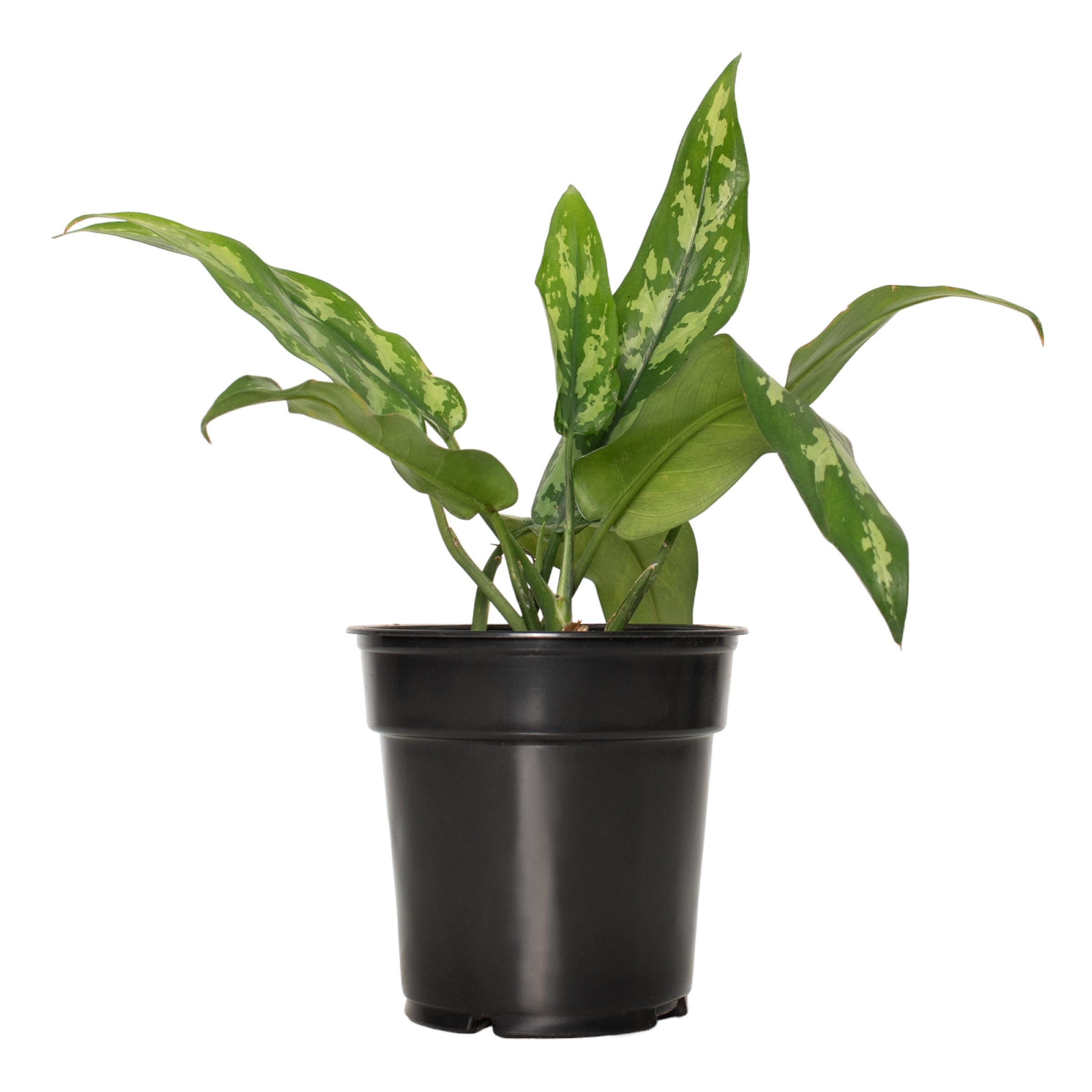 Aglaonema Maria 24" Black Plastic Indoor/Outdoor Plant