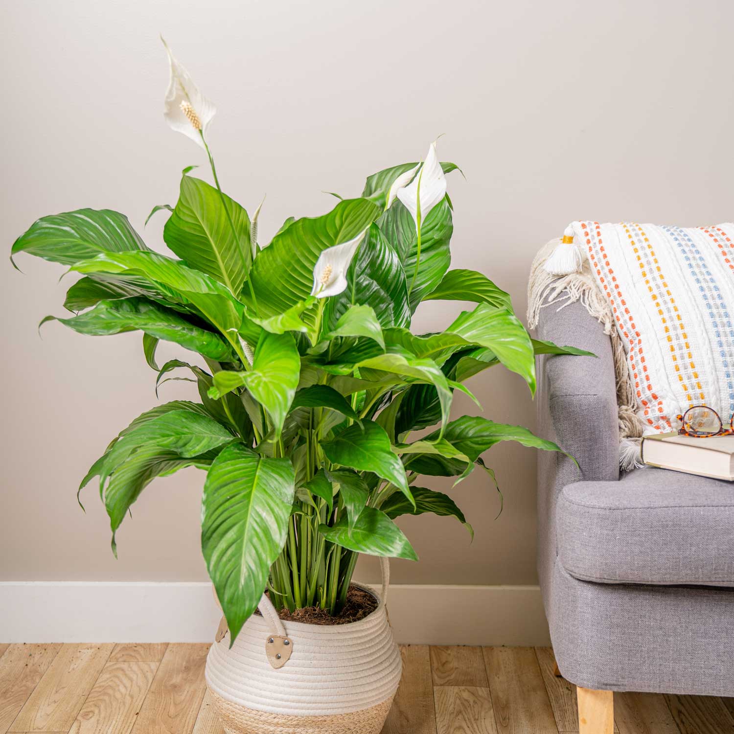 Costa Farms L-SPA-P-BKR-01-LW hseplants - View #3