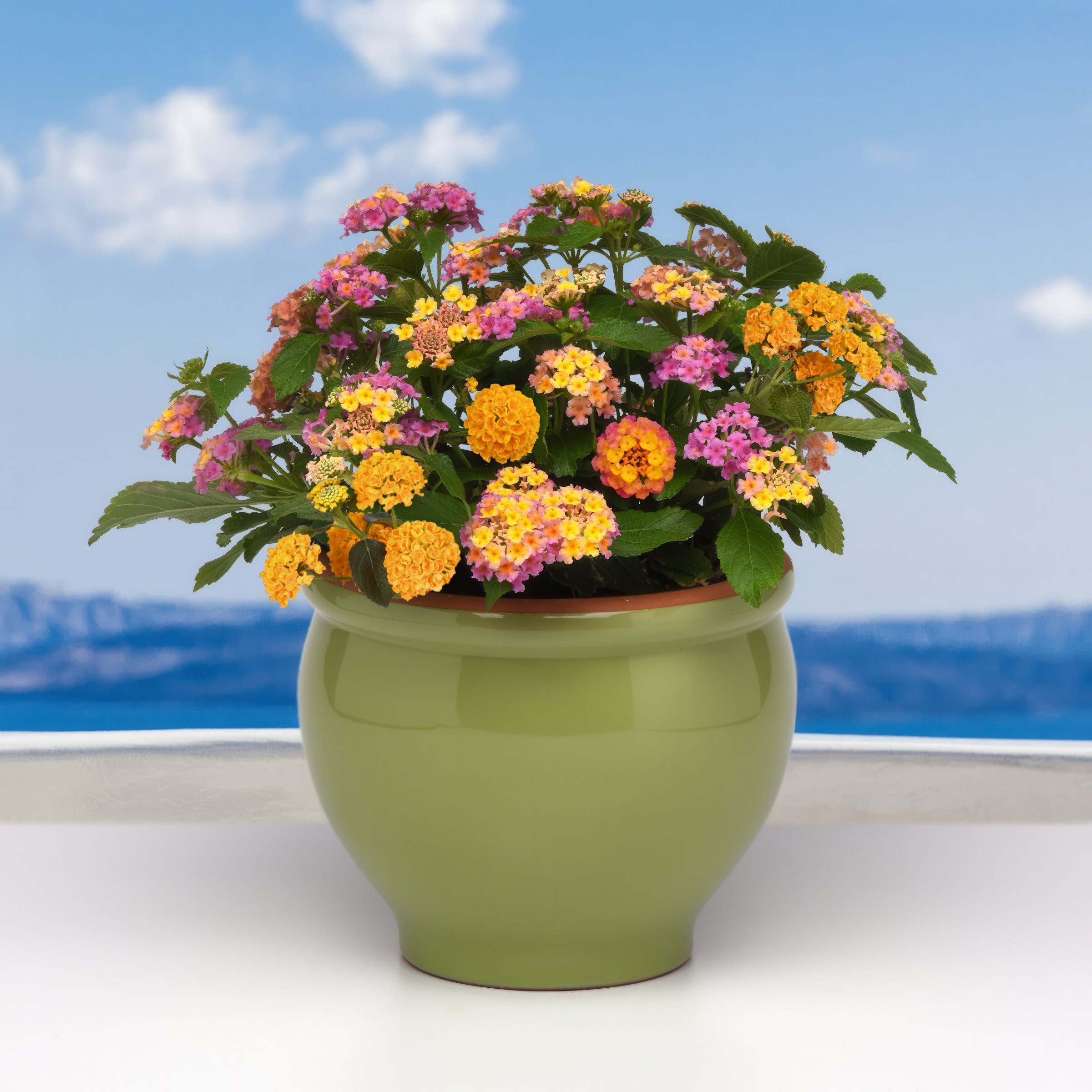 National Plant Network LW2153 annuals - View #2