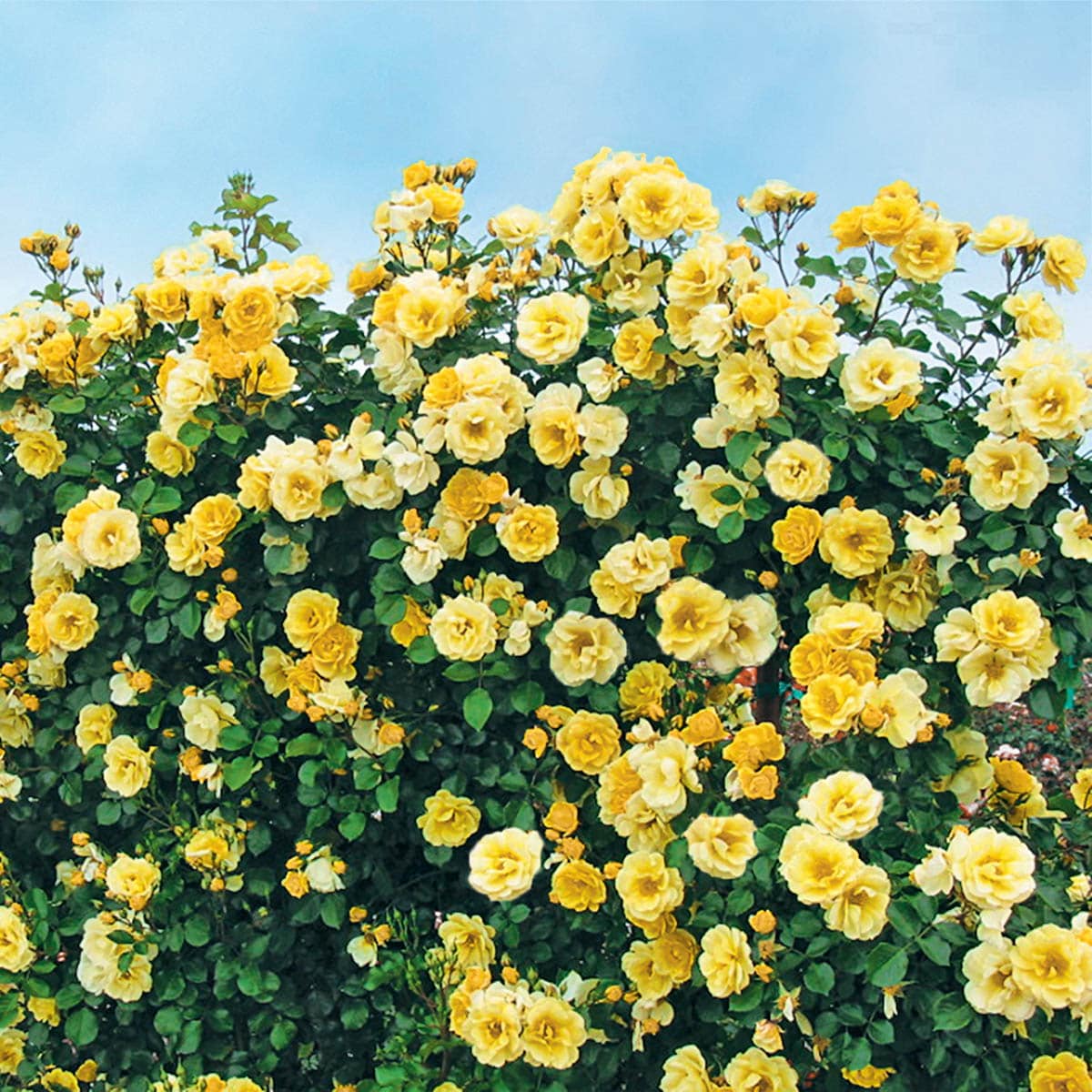 Spring Hill Nurseries 86316 roses - View #2