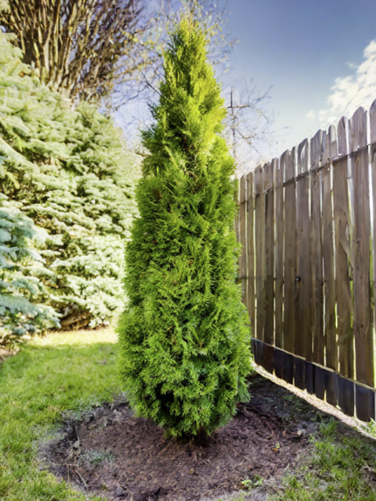Southern Planters THUAMP03G trees - View #2