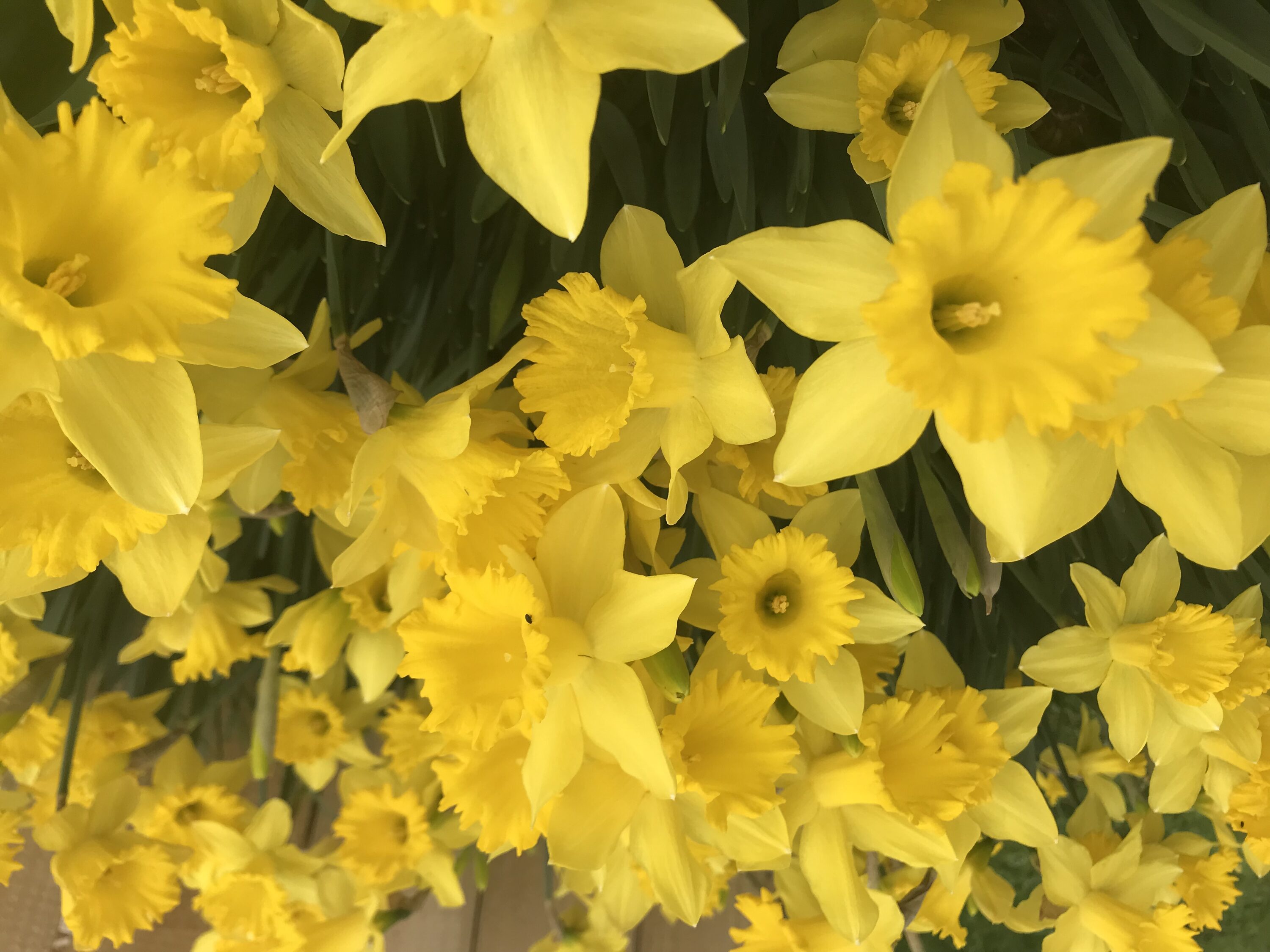 Daylily Nursery 21625 Yellow Dutch Master Daffodil Plant in 100 -Pack Bareroot 1 -Pack