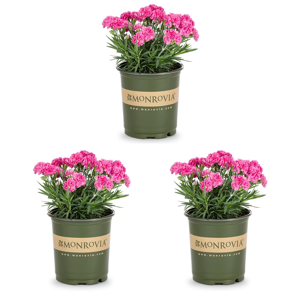 Metrolina Greenhouses 79609 Pink Carnation Plant in 2 -Quart Pot 3.0 -Pack