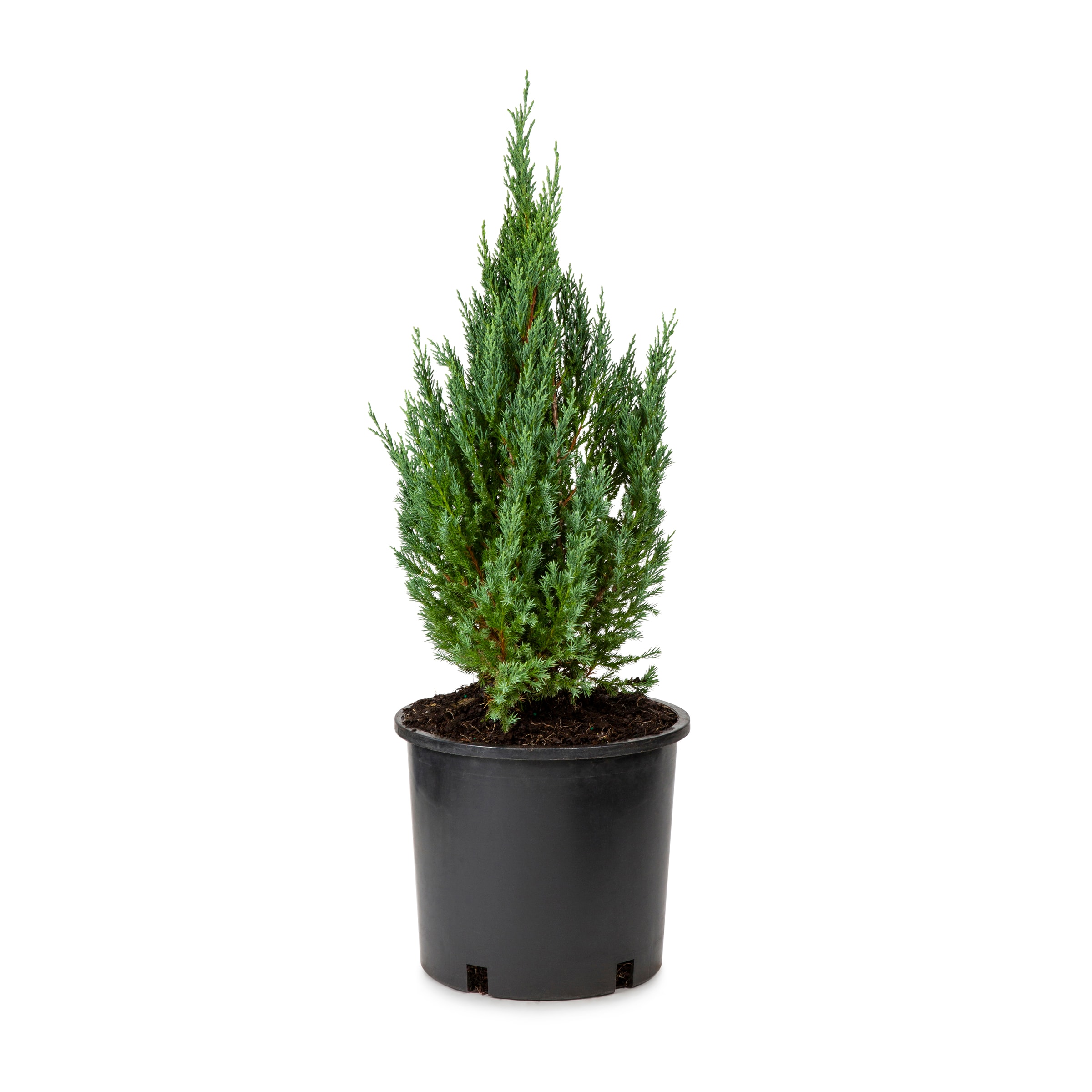 Lowe's 571491 Blue Point Juniper Feature Shrub in 3.58 -Gallon Pot 1 -Pack