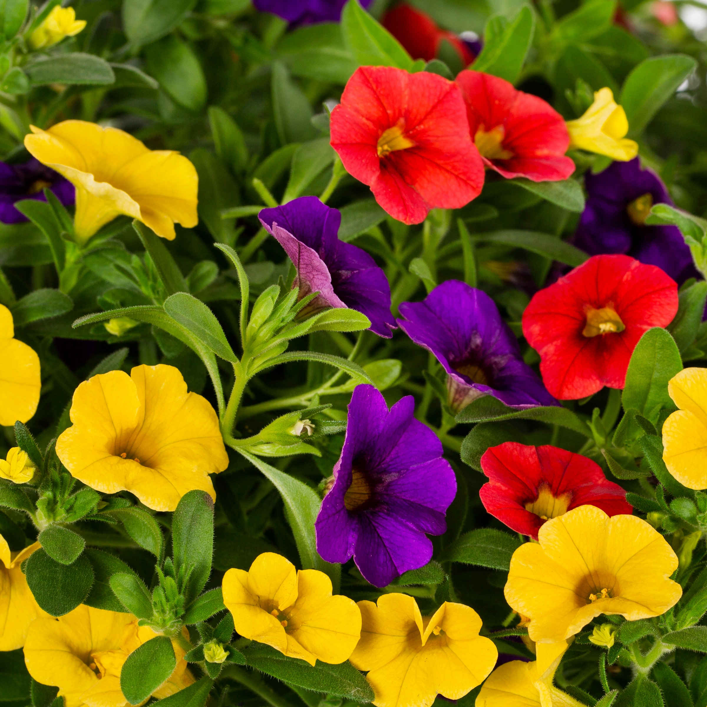 Lowe's Multicolor Calibrachoa in 2-Gallon in the Annuals department at ...