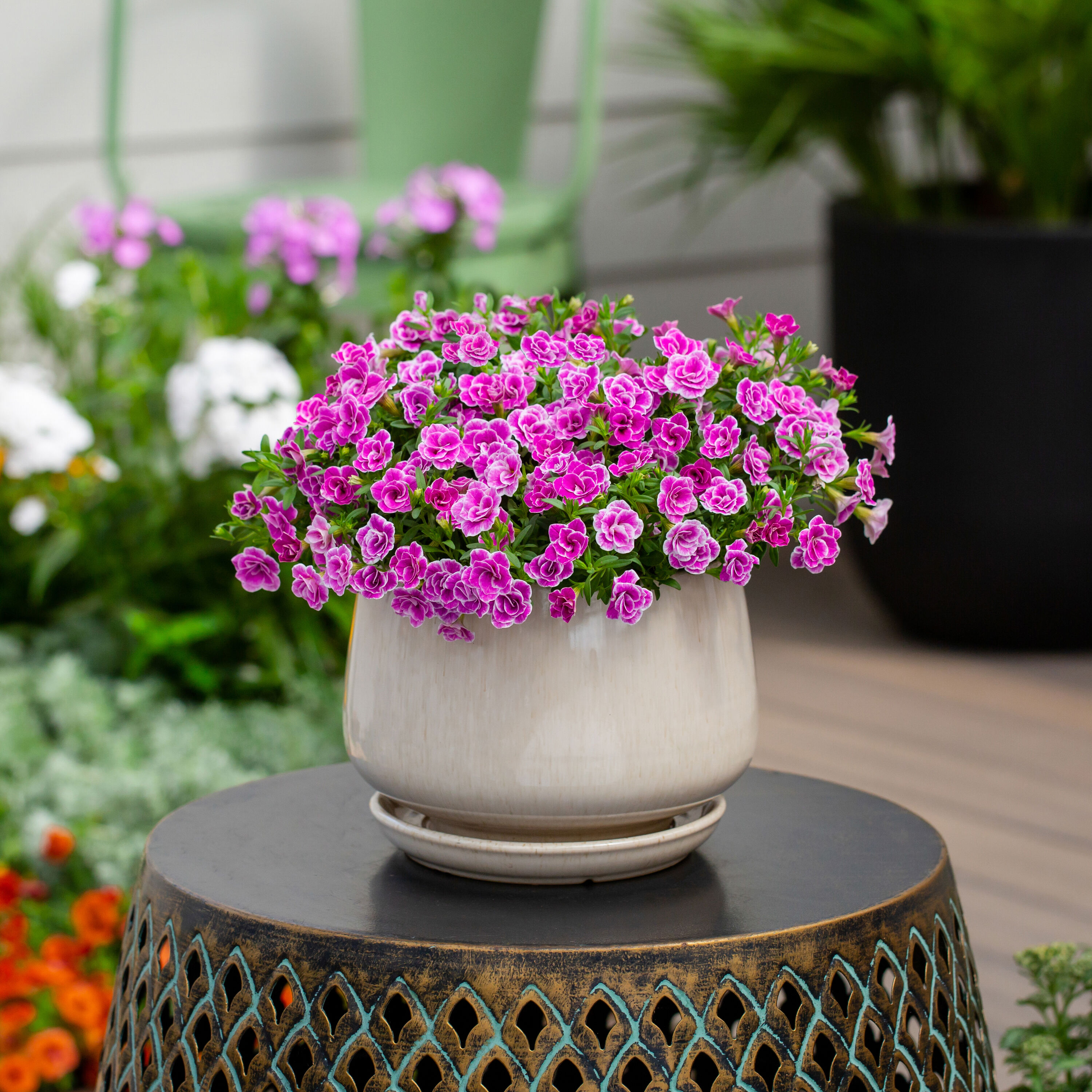 Proven Winners 4786 annuals - View #3