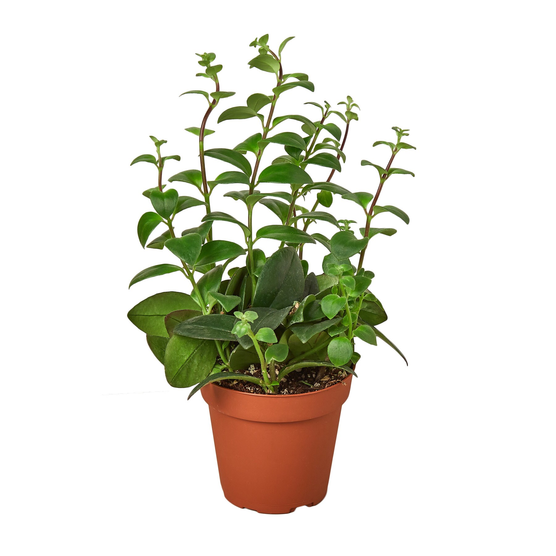 lipstick-plant-plants-bulbs-seeds-at-lowes