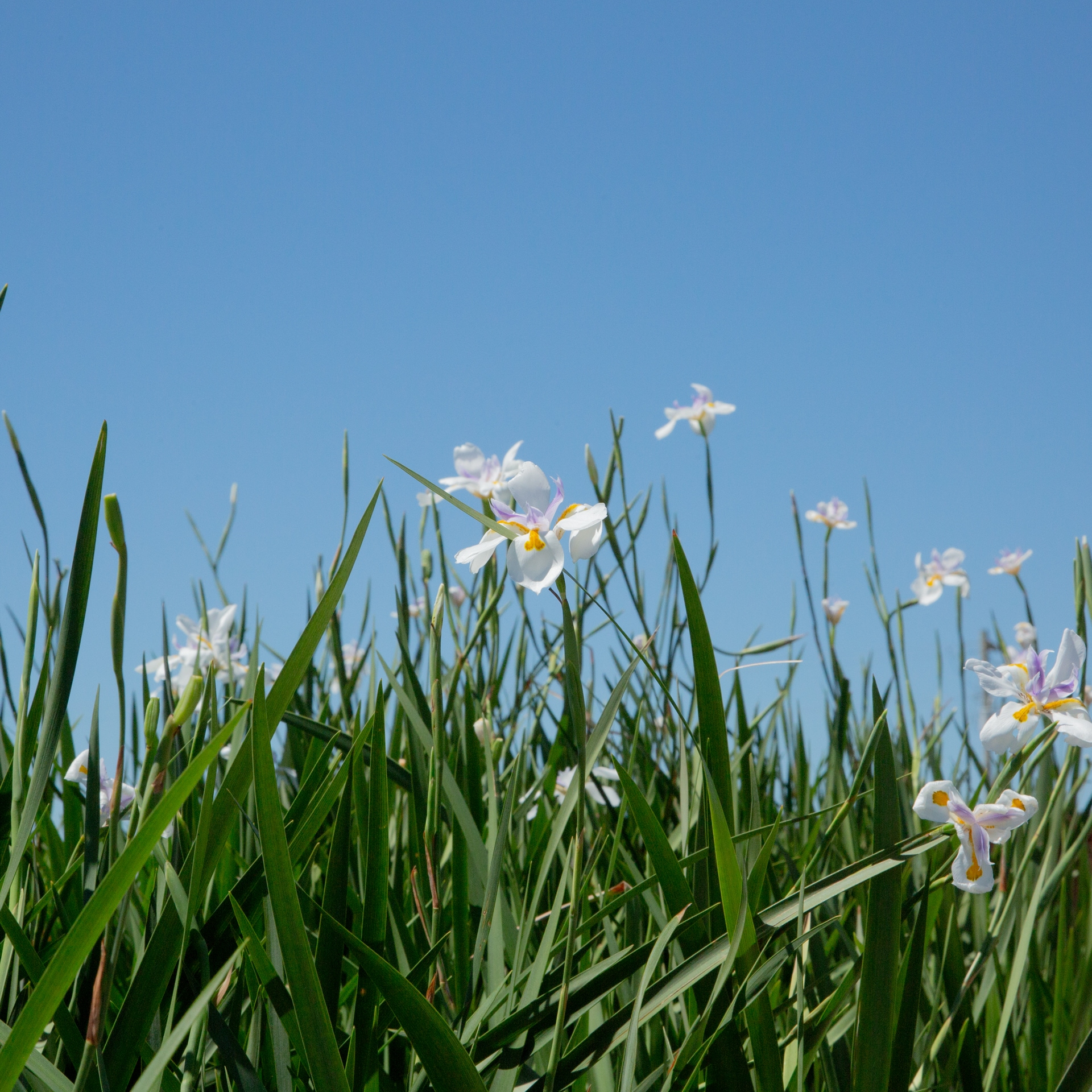 Flowerwood 1319Q-1 perennials - View #5