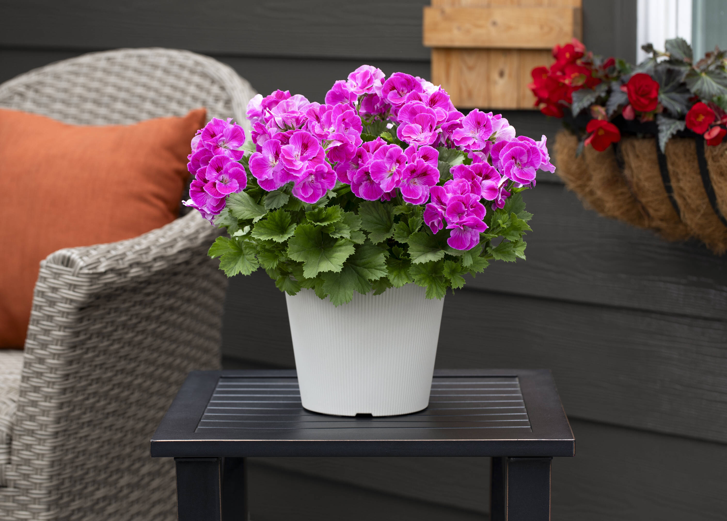 Monrovia 78980 annuals - View #3