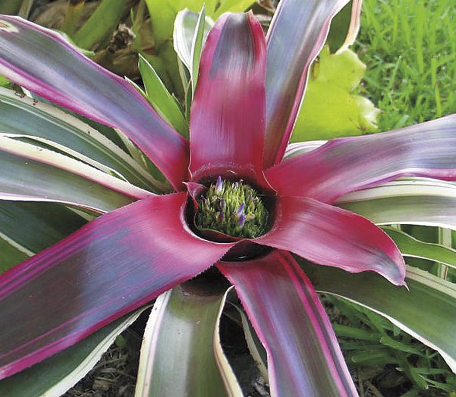 Lowe's NURSERY Cordylin in 1-in Planter
