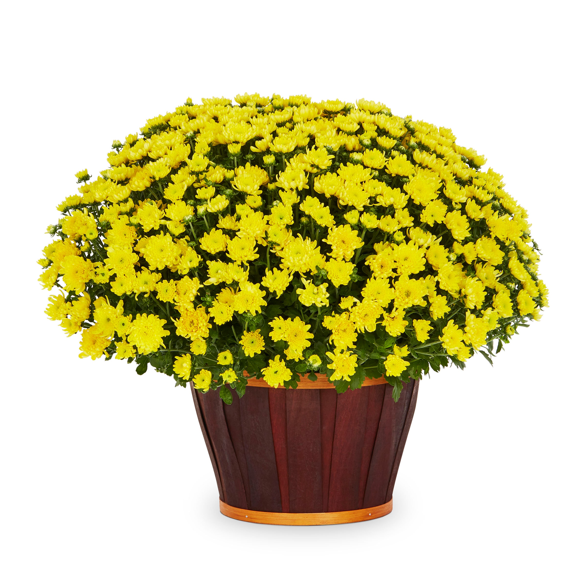 Lowe's NURSERY Yellow Mum in 1.5-Gallon Planter