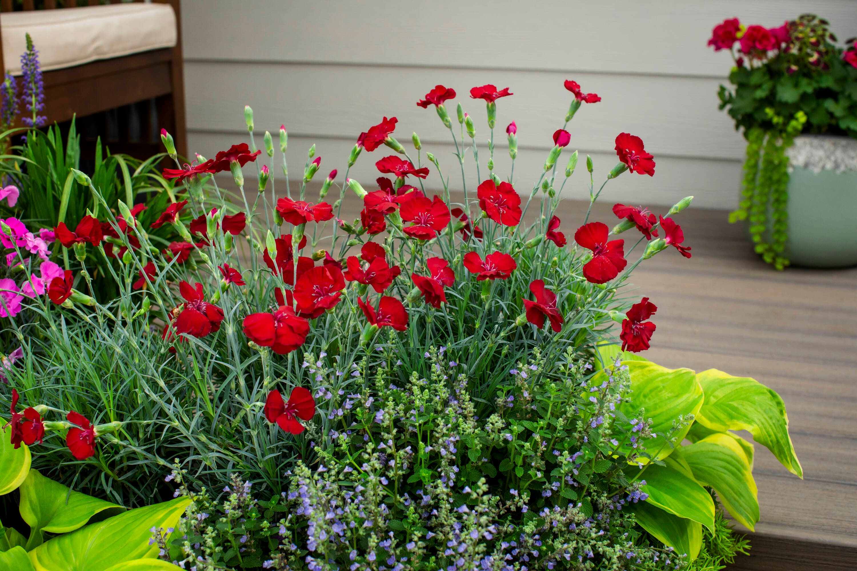 Monrovia 78643 perennials - View #4