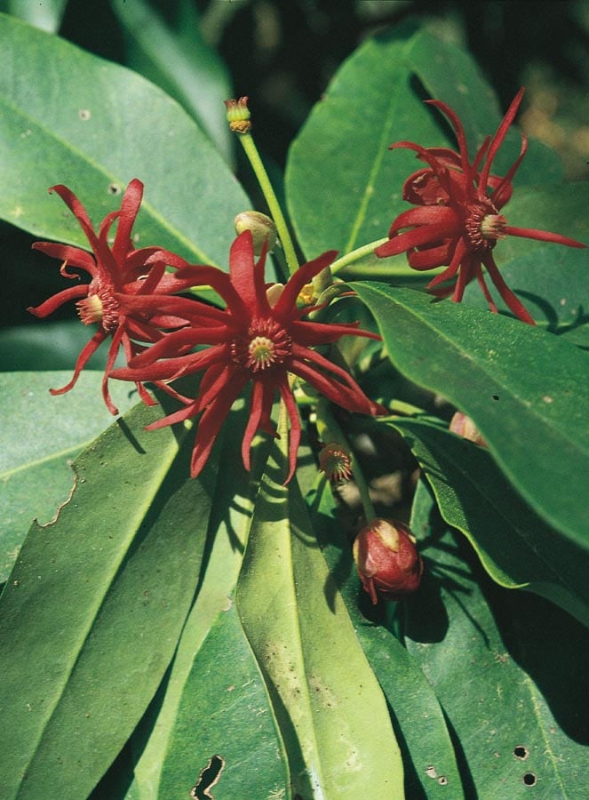 Lowe's NURSERY Florida Anise Foundation/Hedge Shrub in 2.25 -Gallon Pot with Red Blooms
