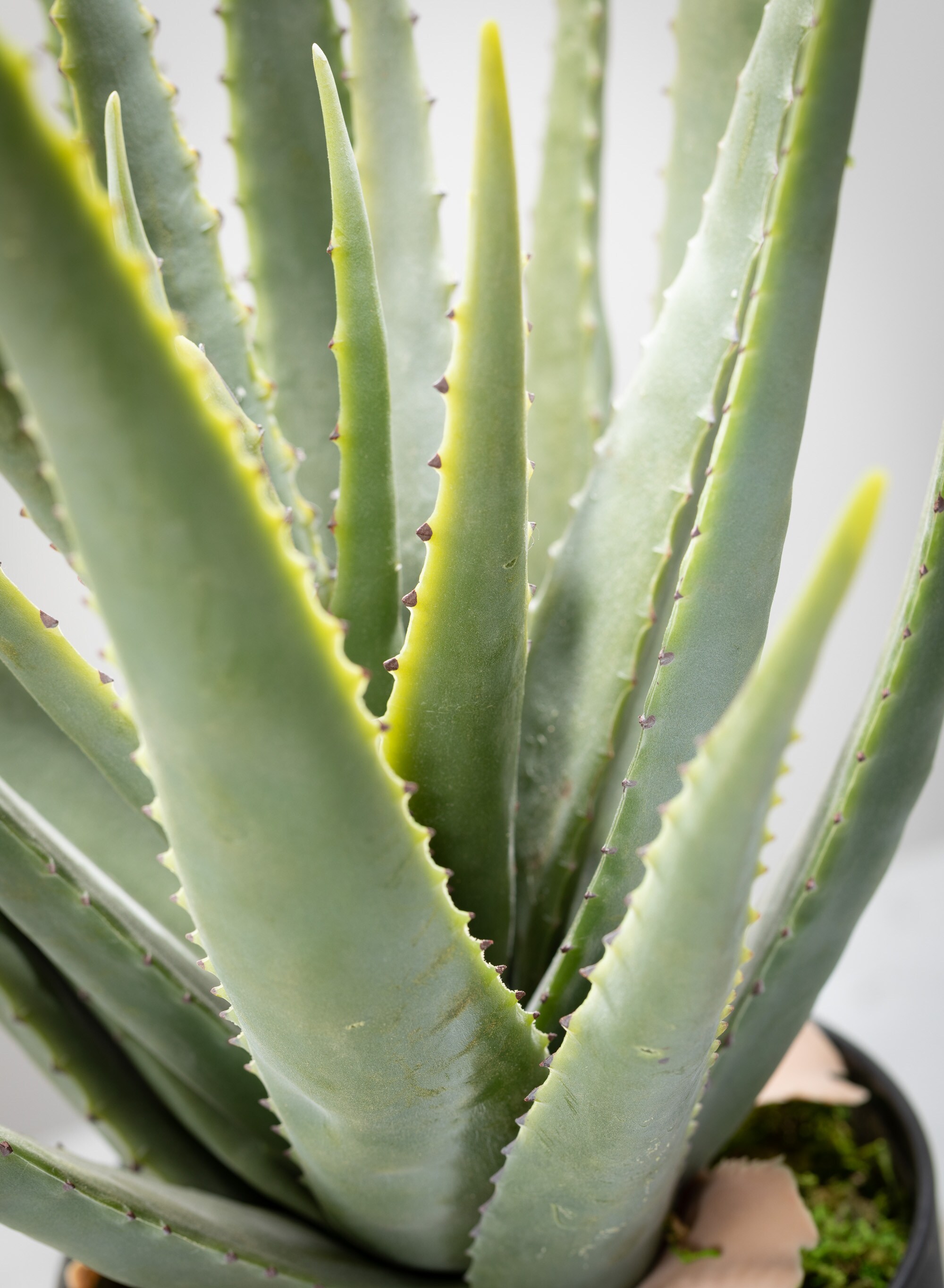 24" Green Plastic Aloe Succulent in Black Pot