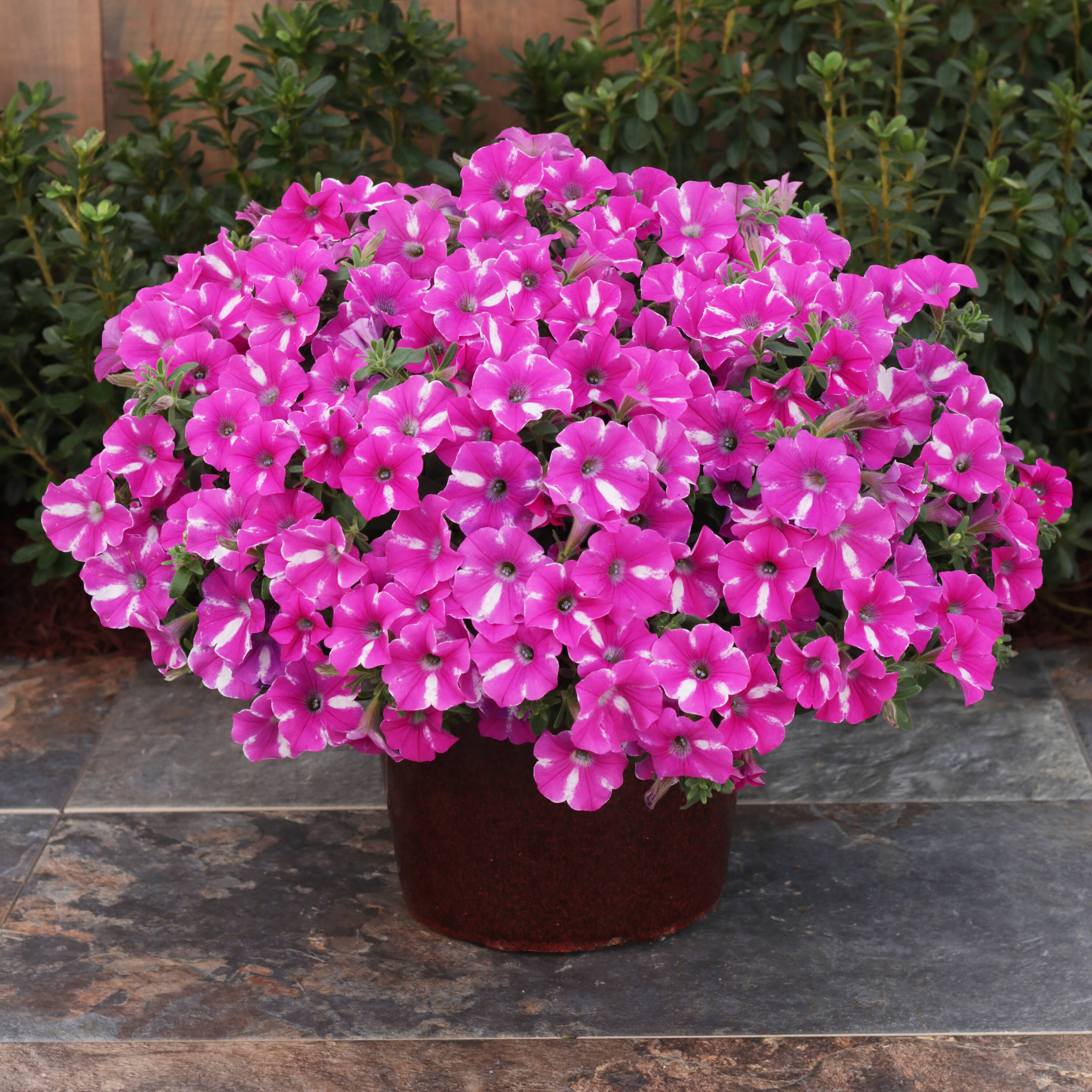 Proven Winners SUPPRW1517504 annuals - View #3