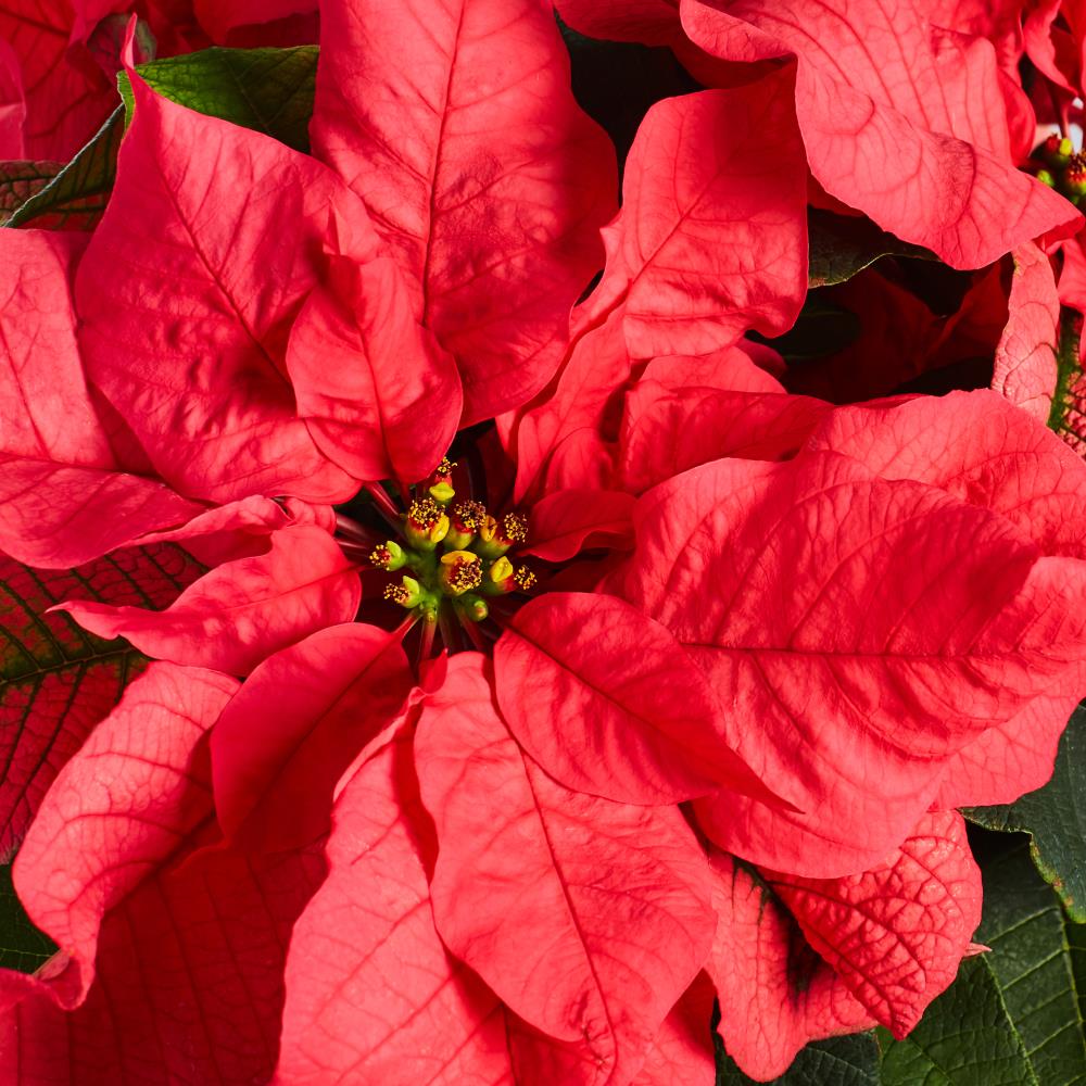  NURSERY annuals - View #4