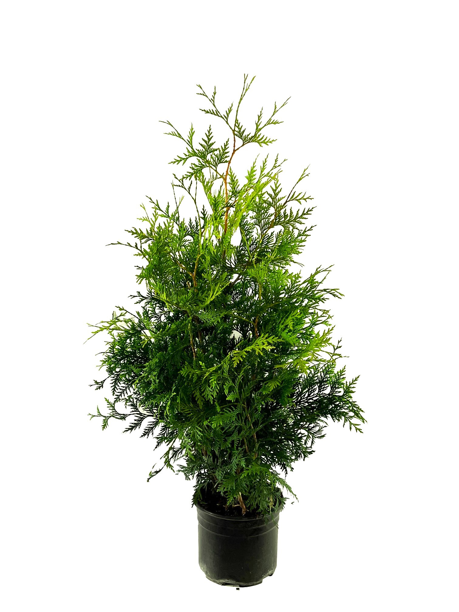 Green Giant Arborvitae Shrubs at Lowes.com