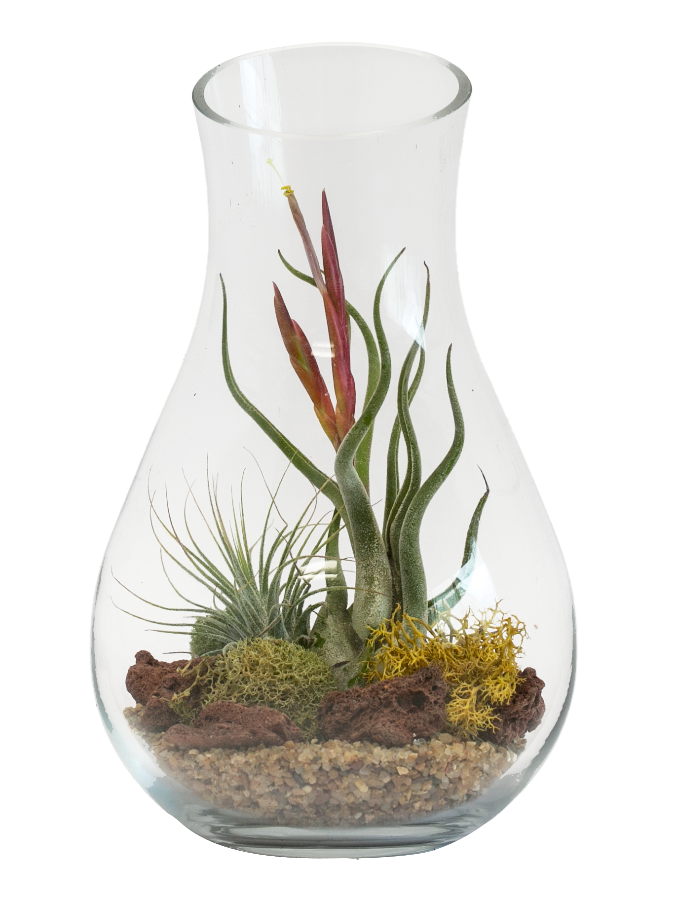 LiveTrends PRD00774 Metamorphosis - Air Plant House plant in 1 Pack Planter 1.0 -Pack