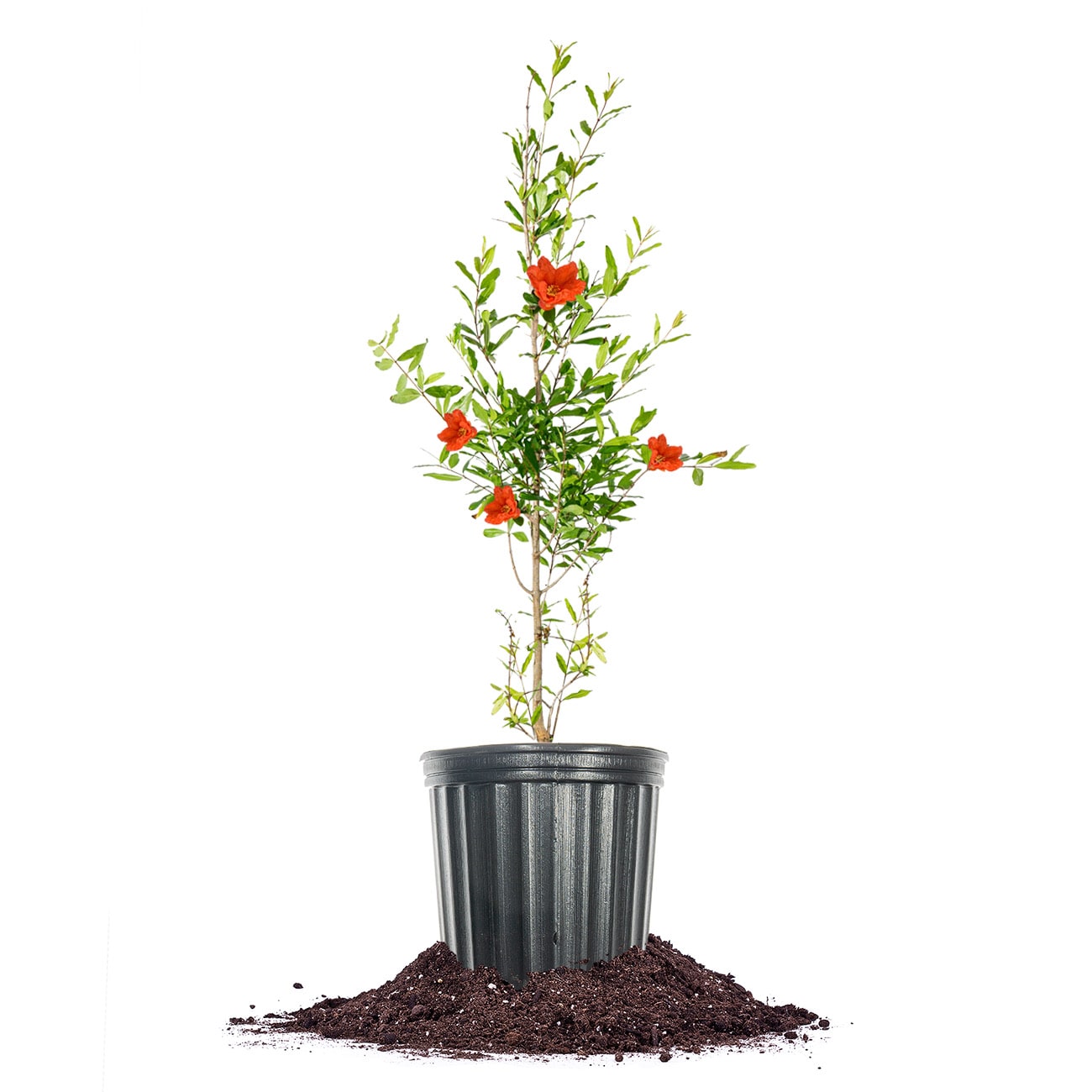 Perfect Plants LOWONDERFULPOM1G Wonderful Pomegranate Feature Shrub in 1 -Gallon Pot with Red Blooms