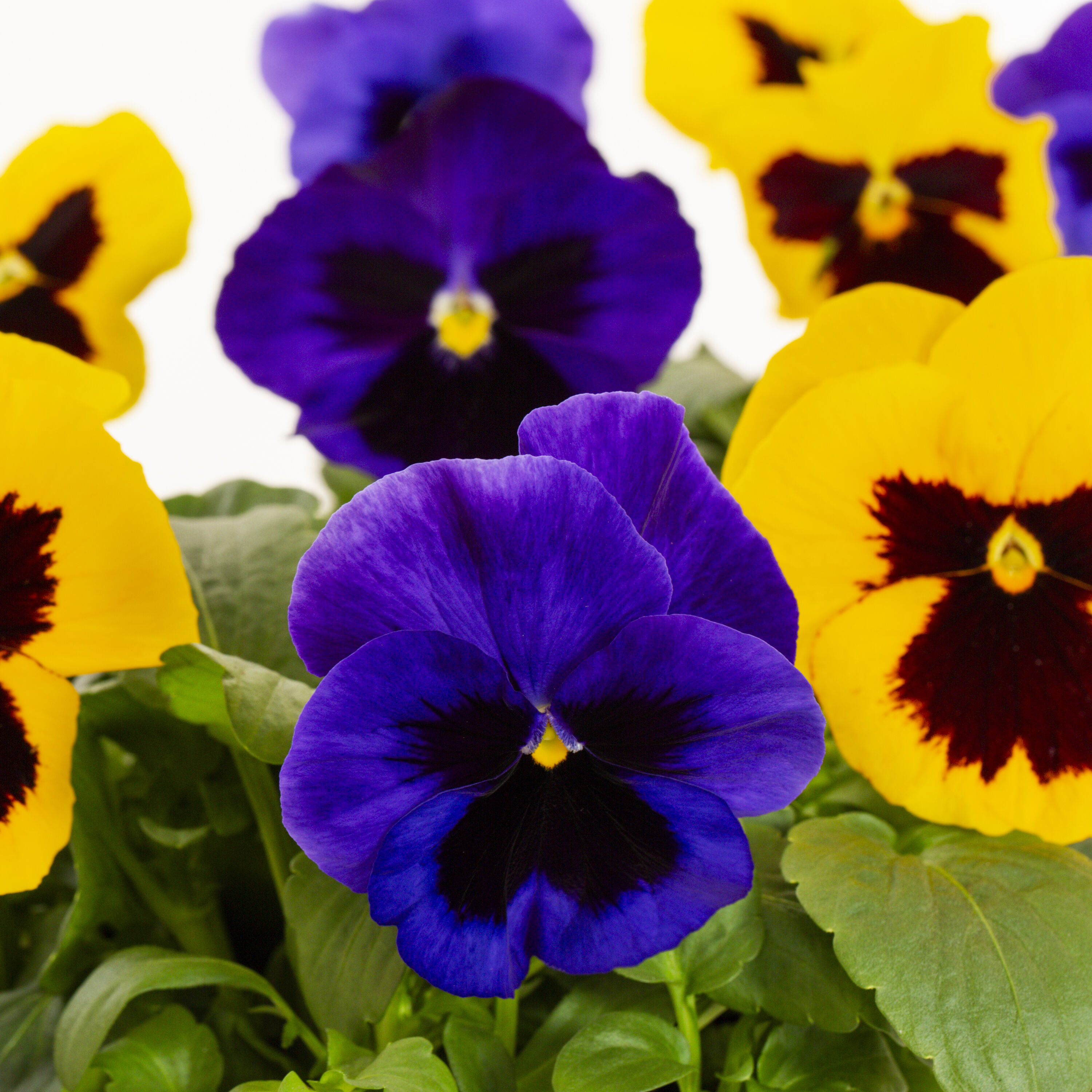 Metrolina Greenhouses 5320 annuals - View #2