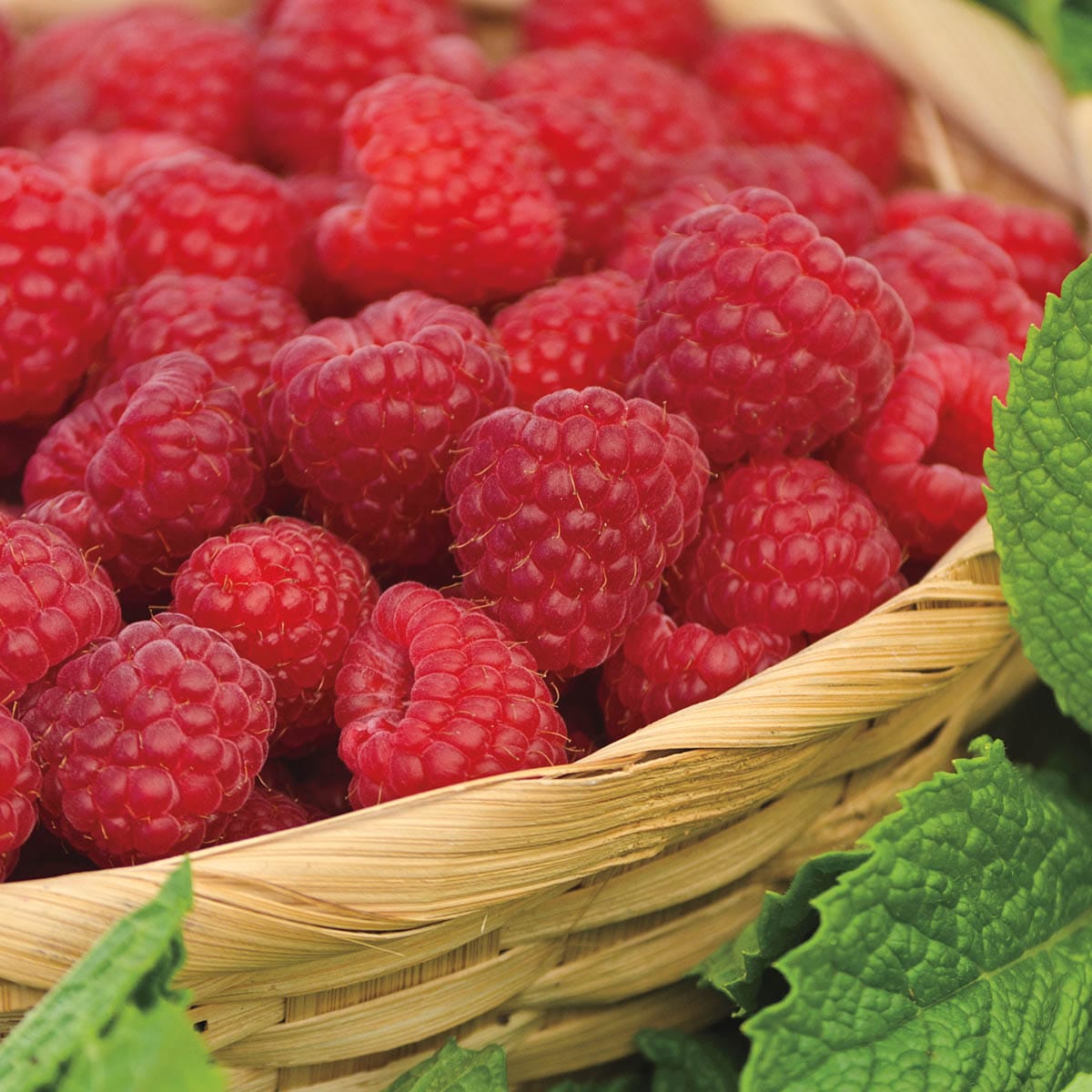 Direct Gardening 95142 Fruit-Plants - View #2