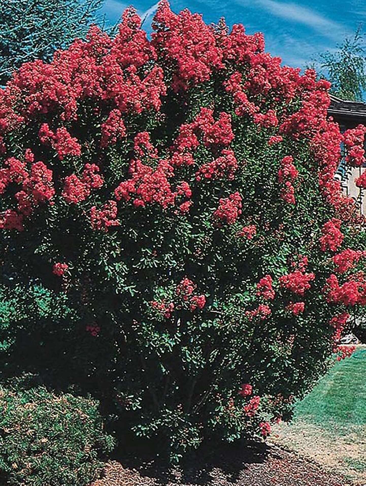 Lowe's NURSERY 10.25-Gallon Multicolor Flowering Crape Myrtle In Pot (With Soil)