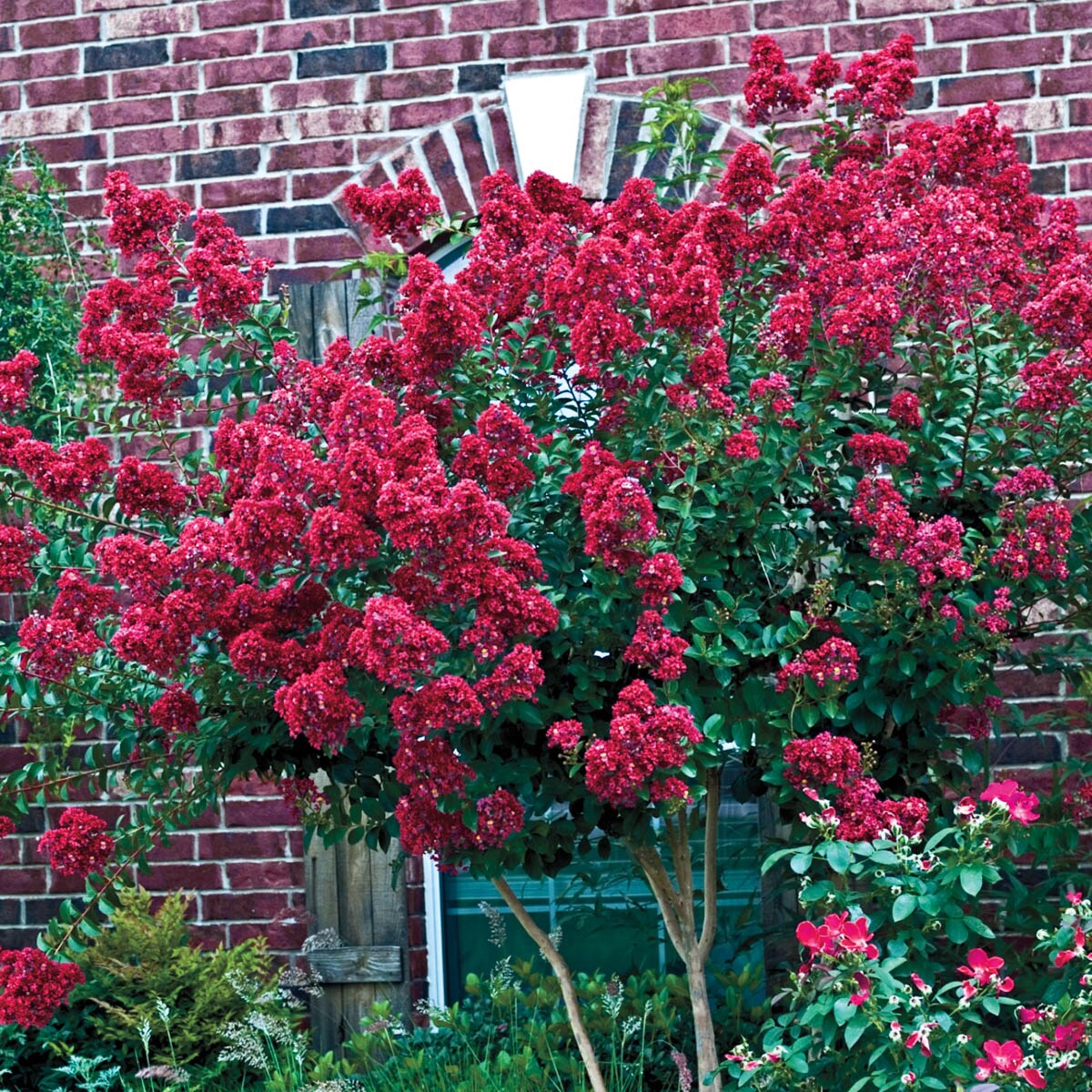 Gurney's Seed and Nursery 87646 shrubs - View #3