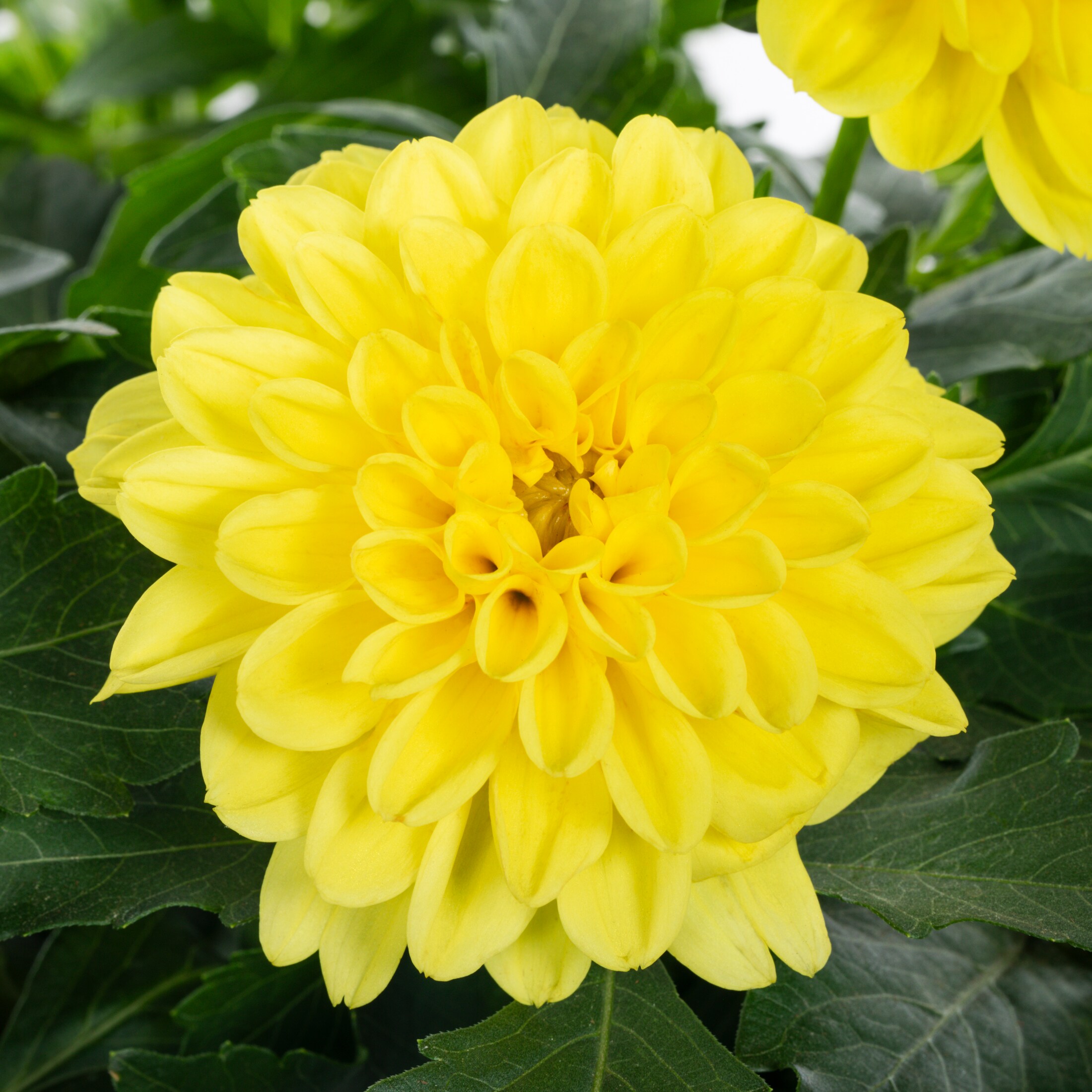 2 Quart(s) Yellow Dahlia 1 -Pack in the Annuals department at