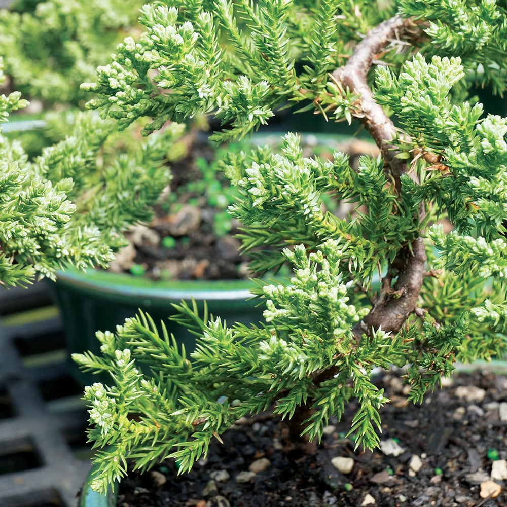 Brussel's Bonsai DT2101GMJ trees - View #2