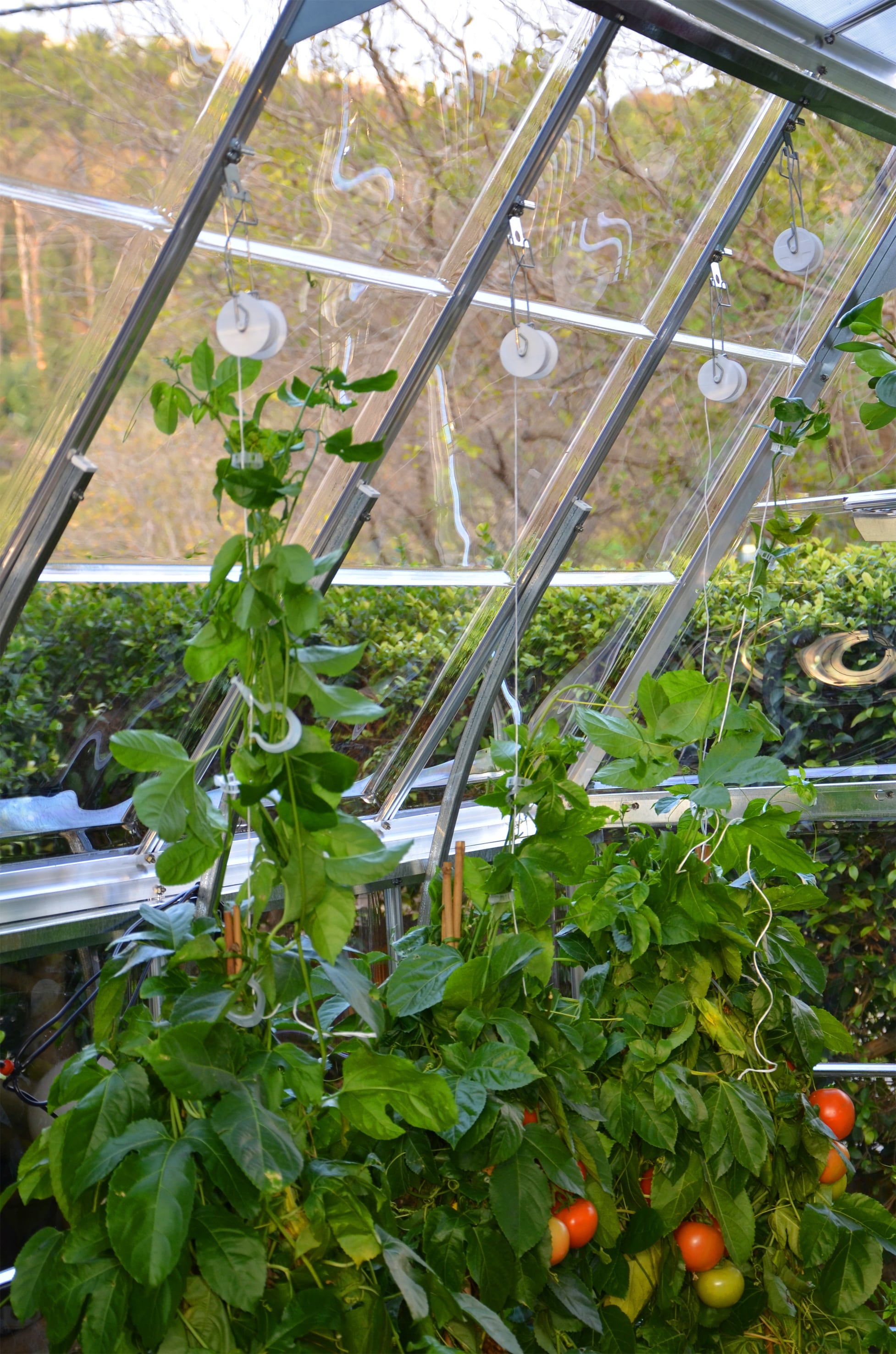 Canopia by Palram 702420 Greenhouse-Vent-Openers - View #8
